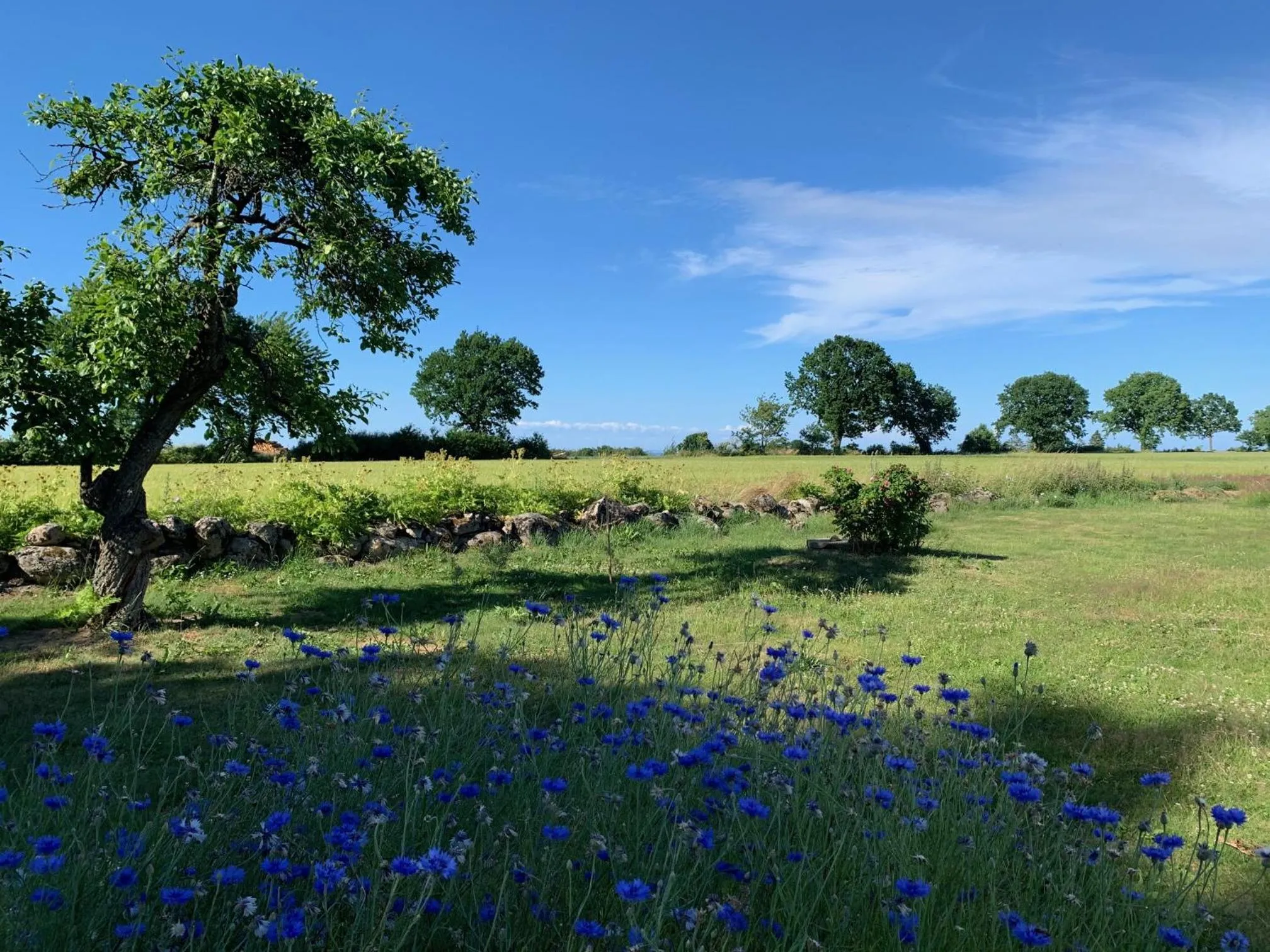 View (from property/room) in Mellby Atelier på Österlen