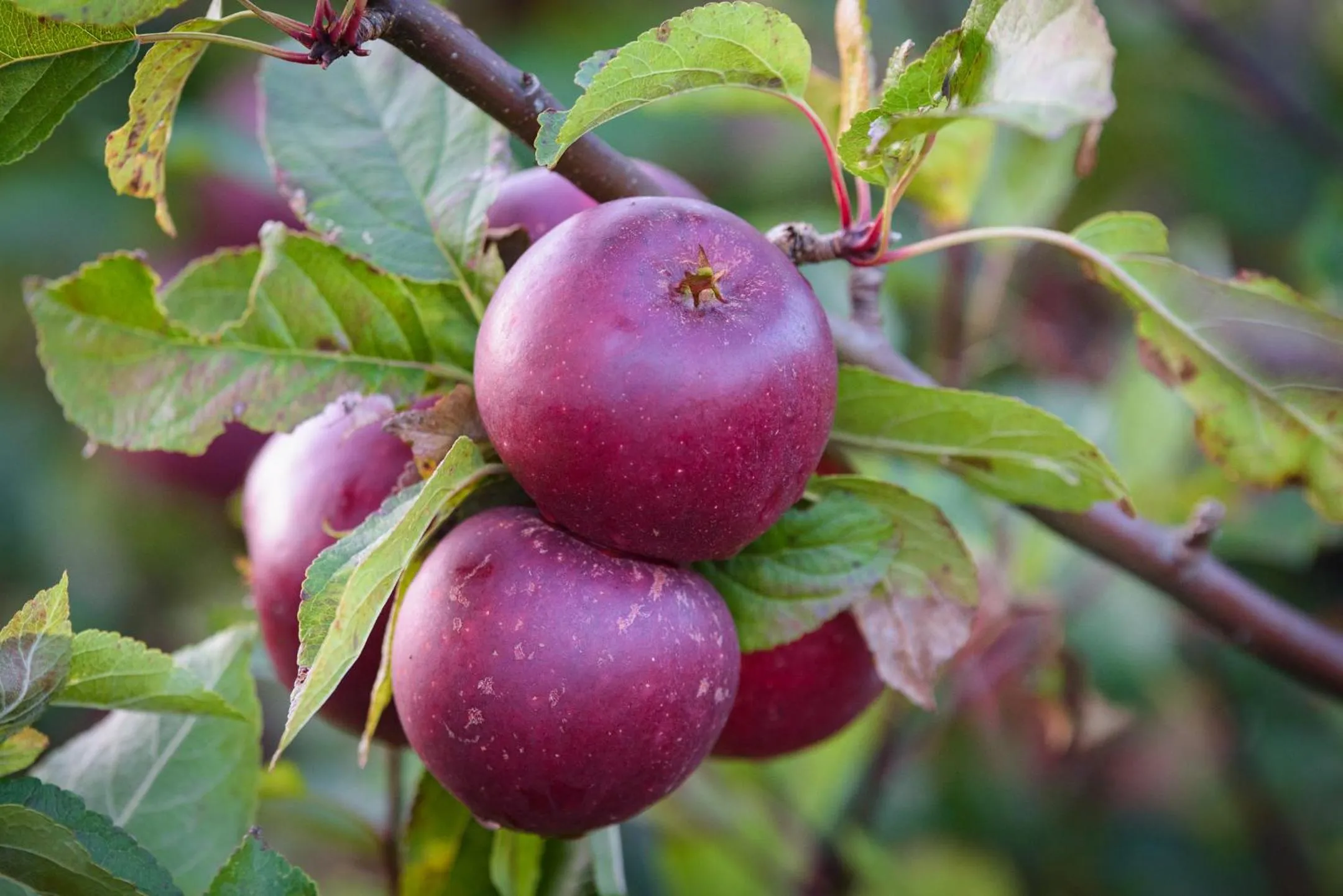 Natural landscape in Mellby Atelier på Österlen