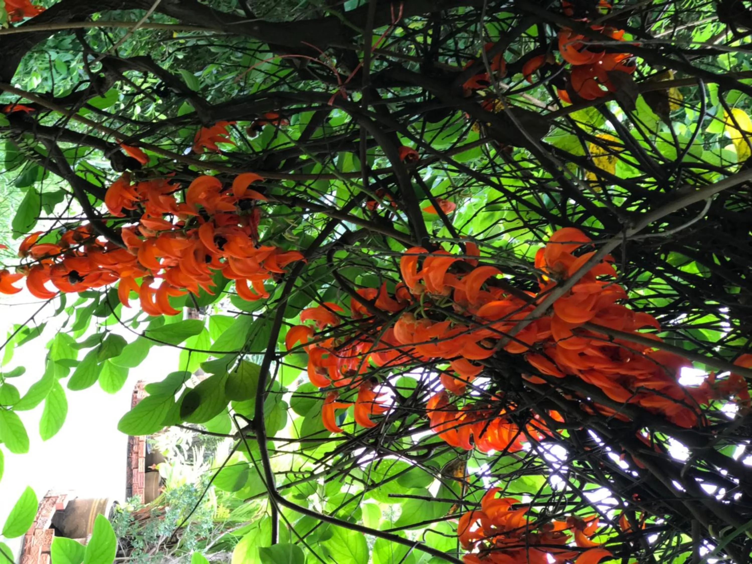 View (from property/room) in Chaiyo Resort