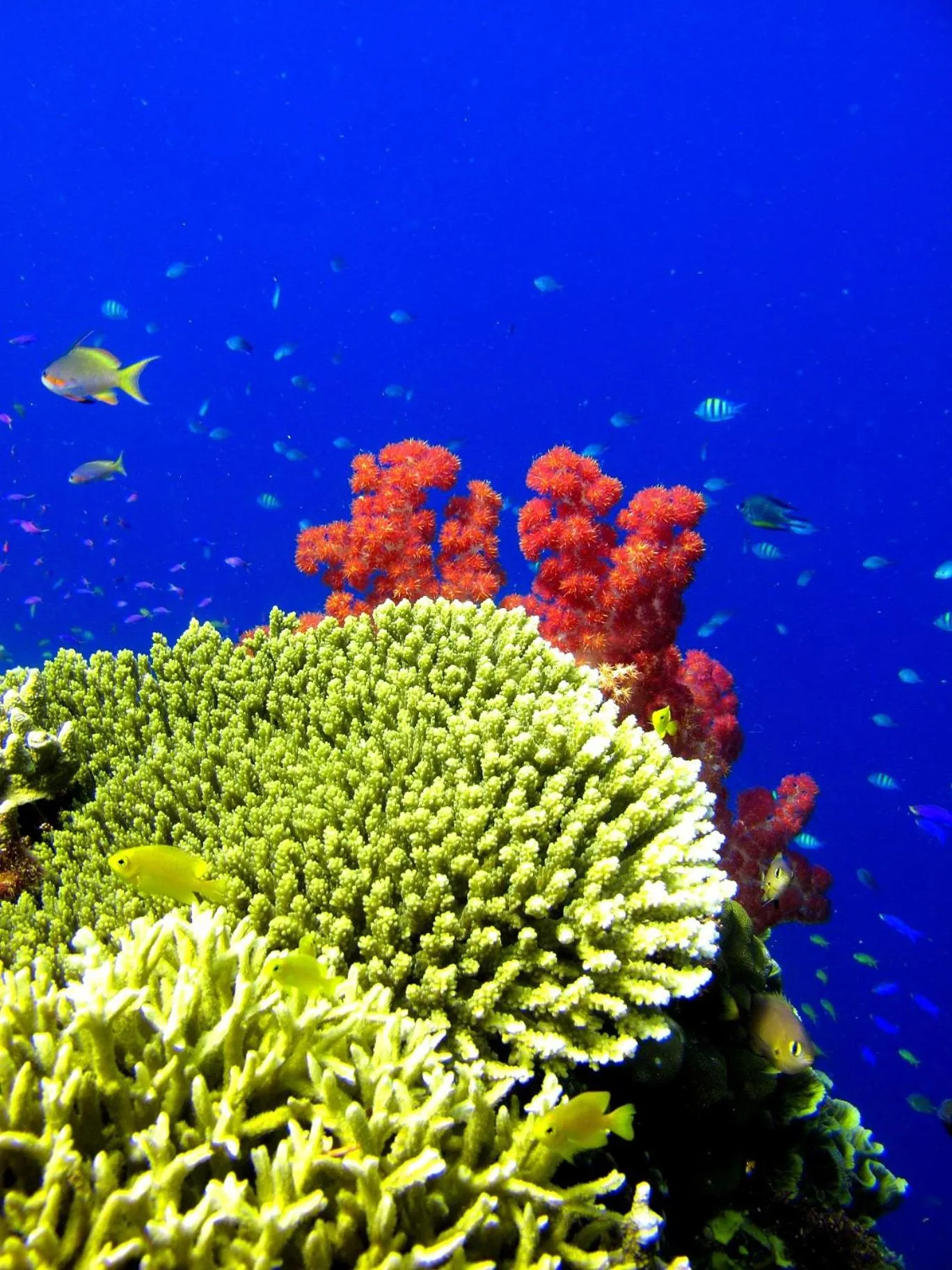 Cabilao Sunset Dive & Beach Resort