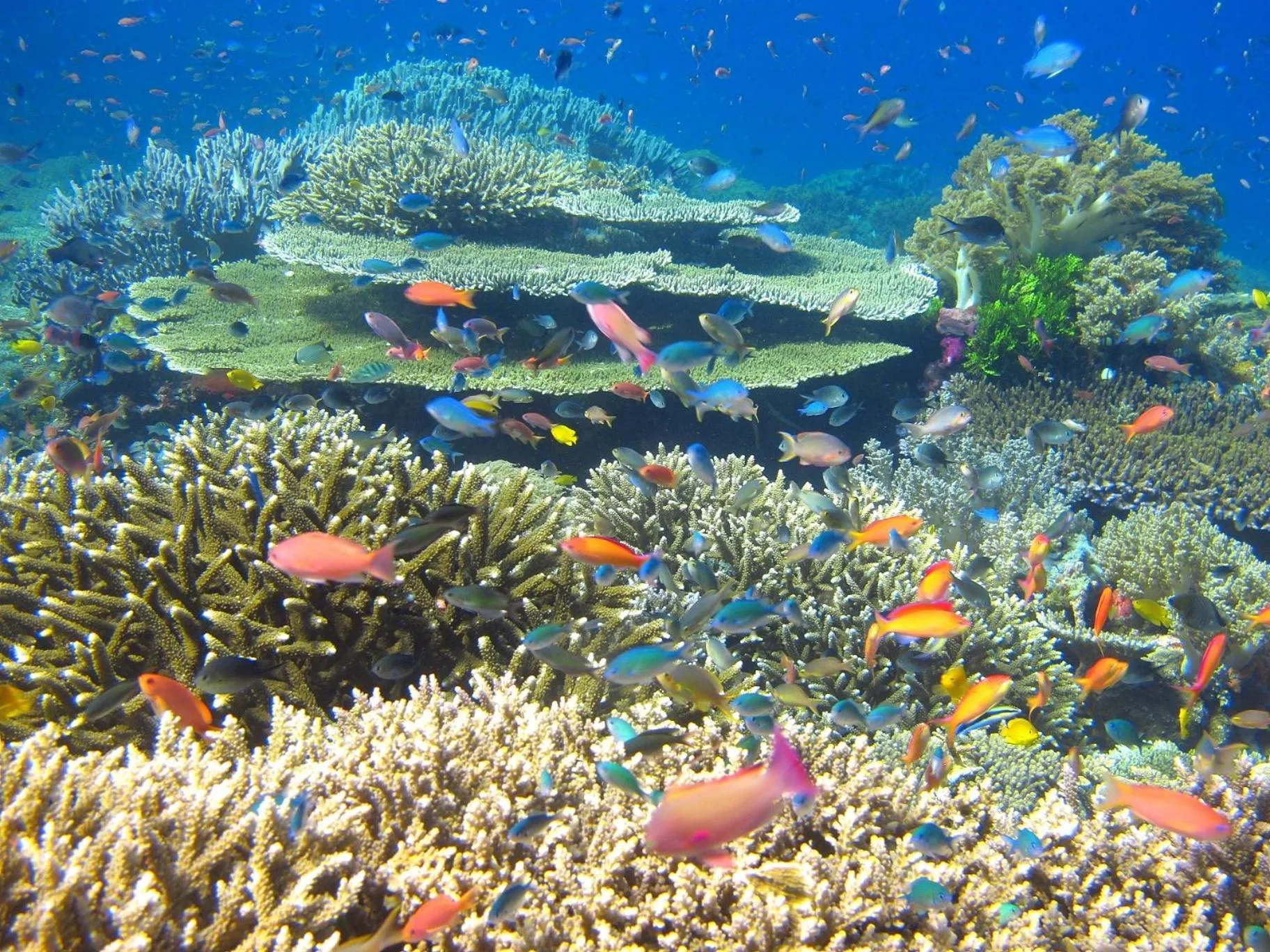 Cabilao Sunset Dive & Beach Resort