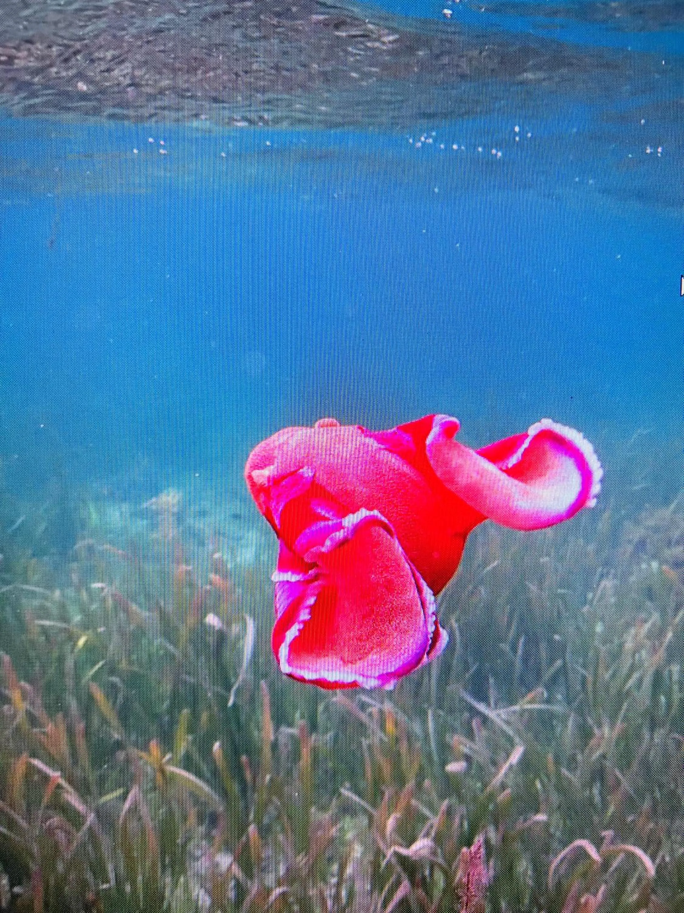 Cabilao Sunset Dive & Beach Resort