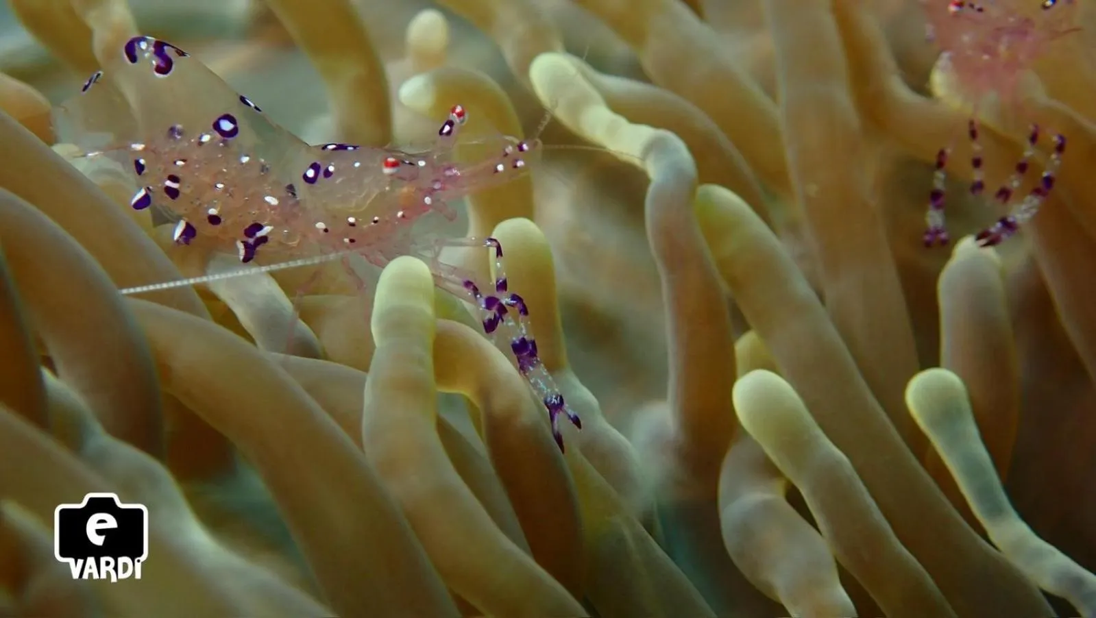 Cabilao Sunset Dive & Beach Resort