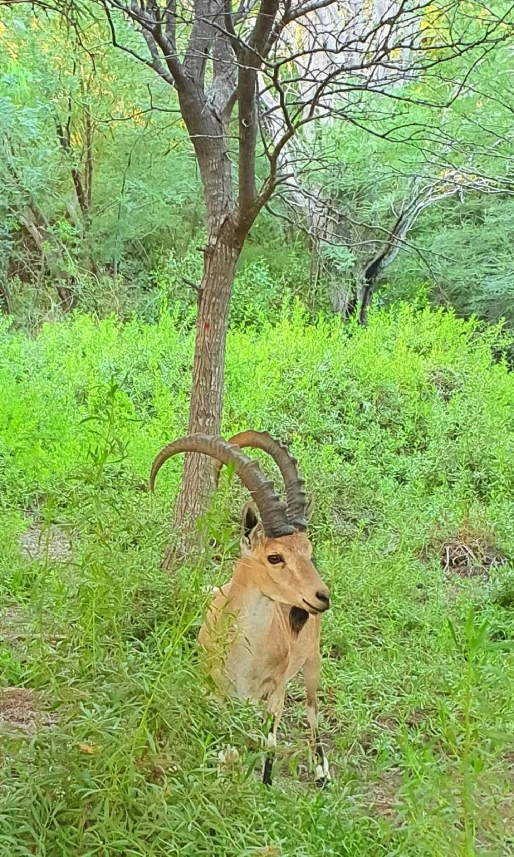 Natural landscape in Shoshanat Hamidbar