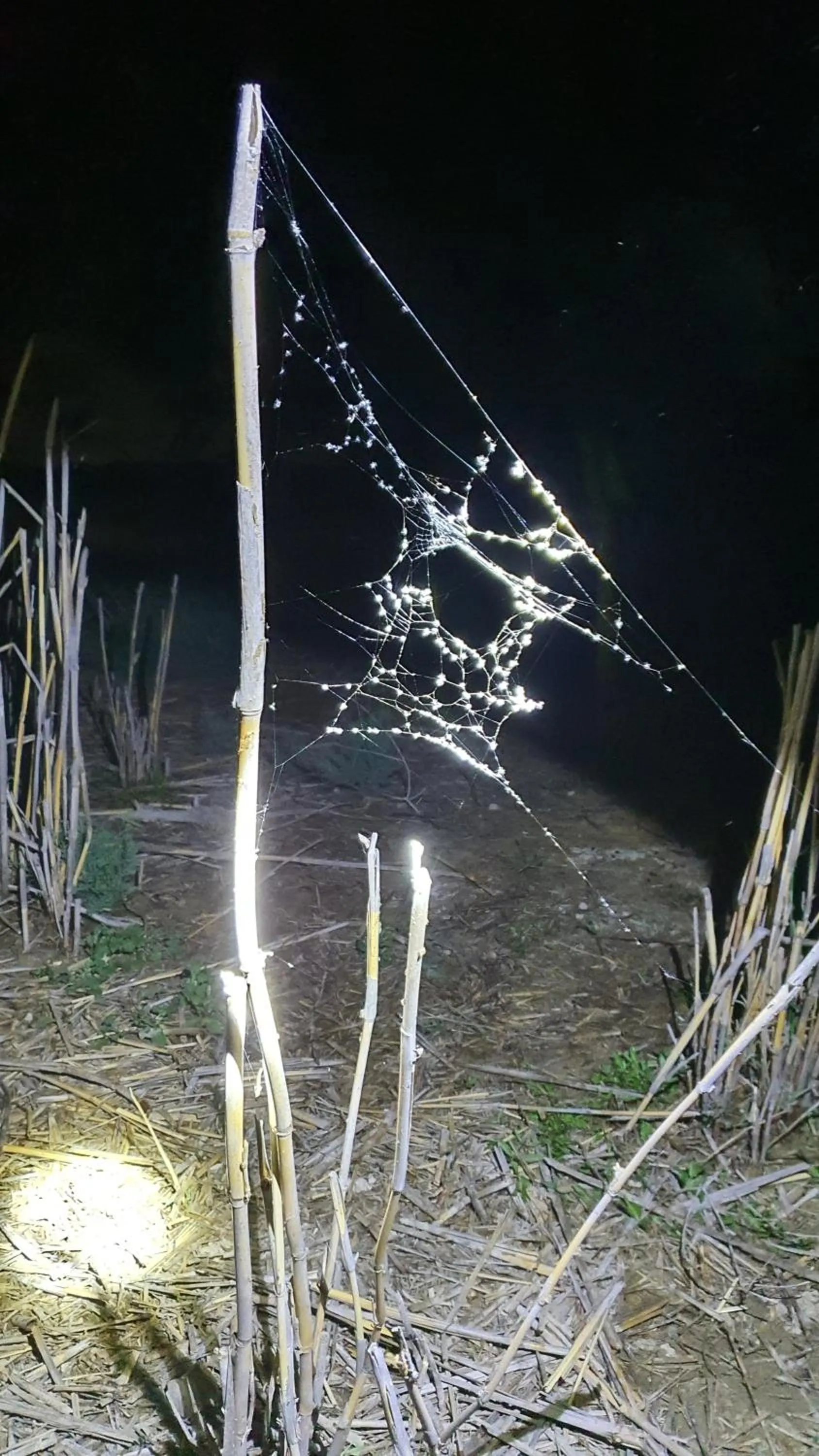 Natural landscape in Shoshanat Hamidbar