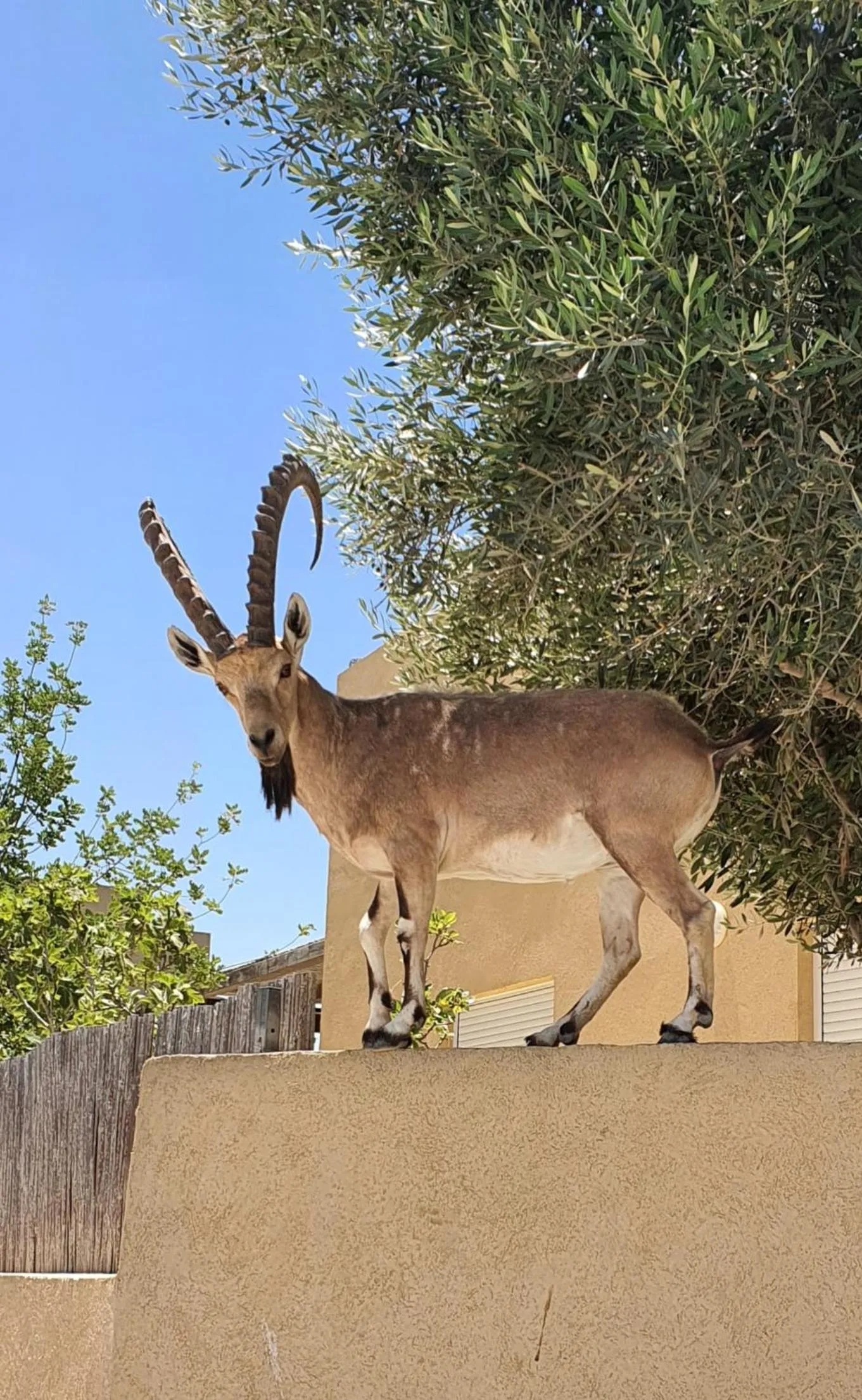 Animals in Shoshanat Hamidbar