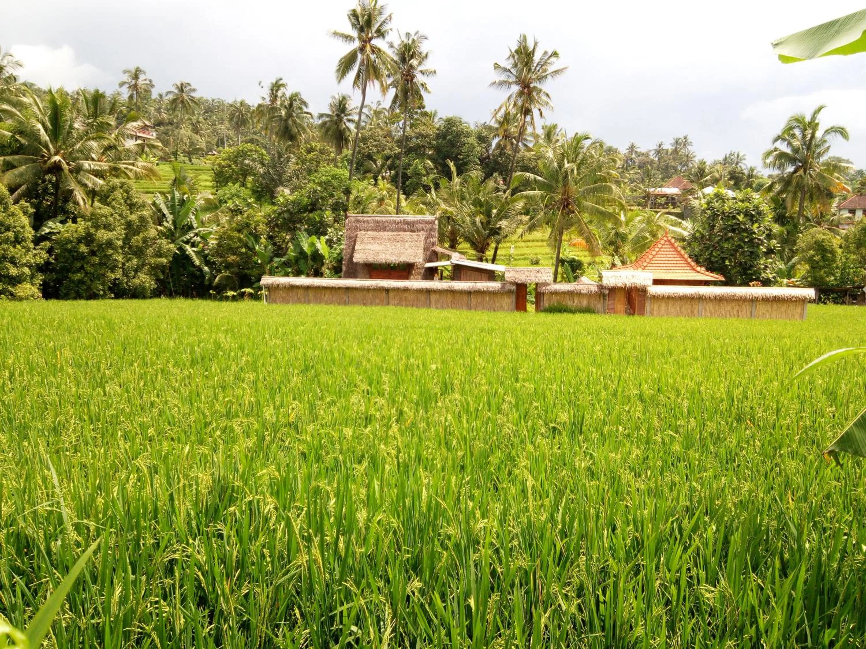 Landmark view in Uma Nirmala Aling-Aling