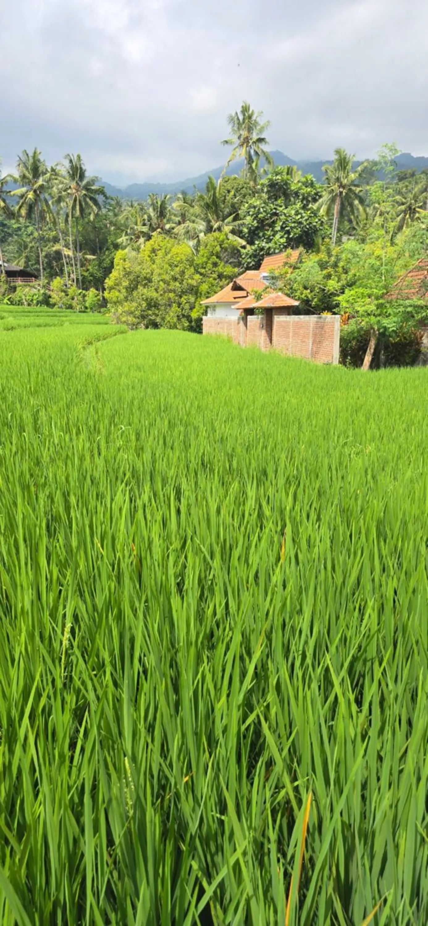 View (from property/room) in Uma Nirmala Aling-Aling