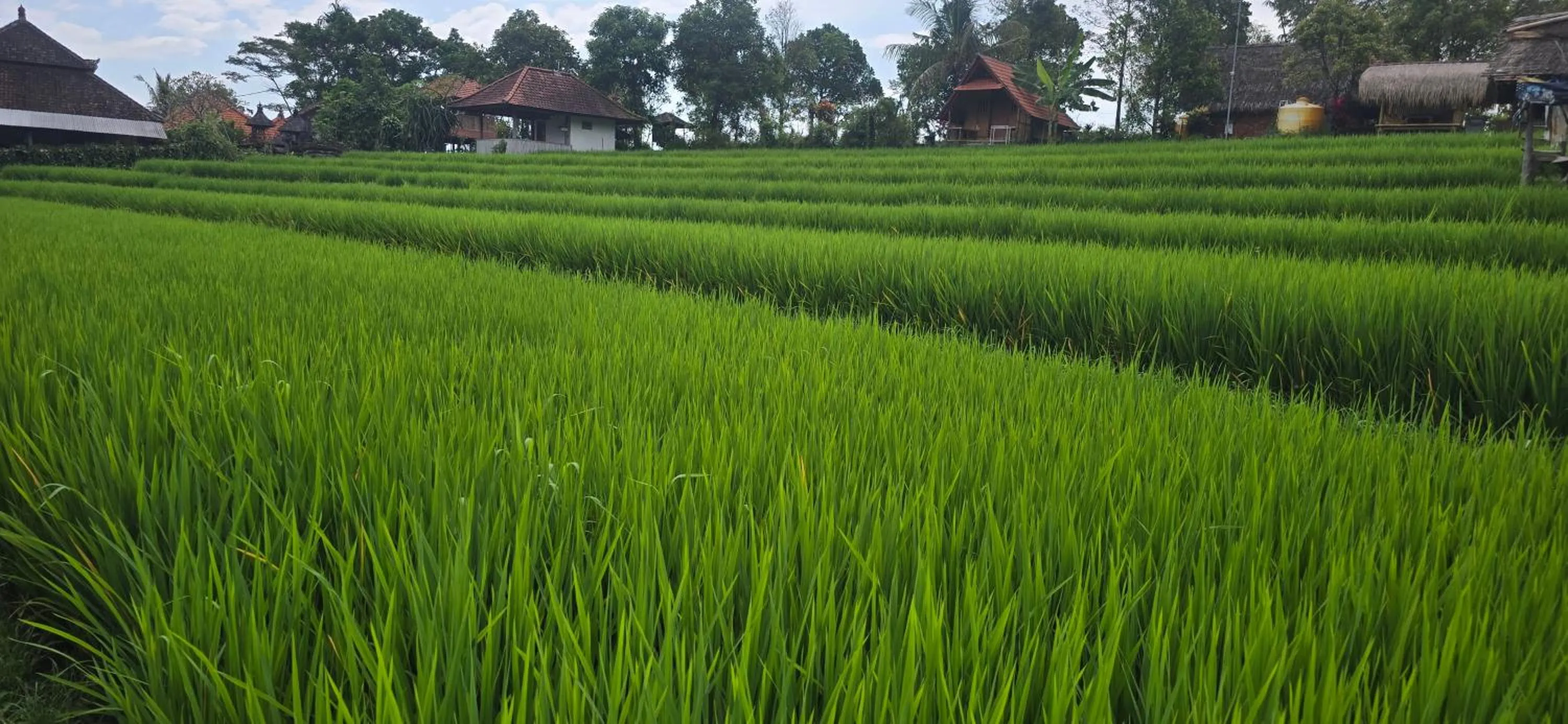 View (from property/room) in Uma Nirmala Aling-Aling