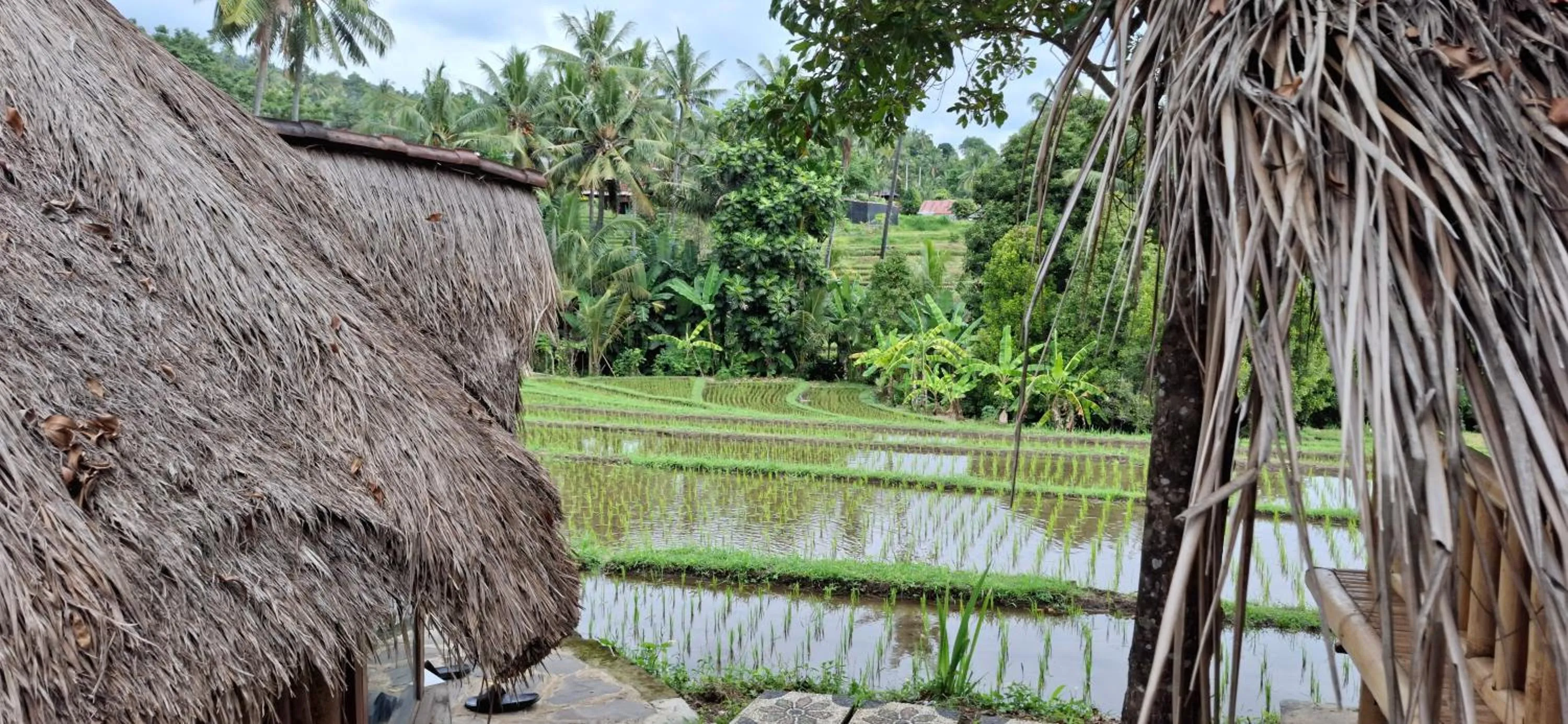 Uma Nirmala Aling-Aling