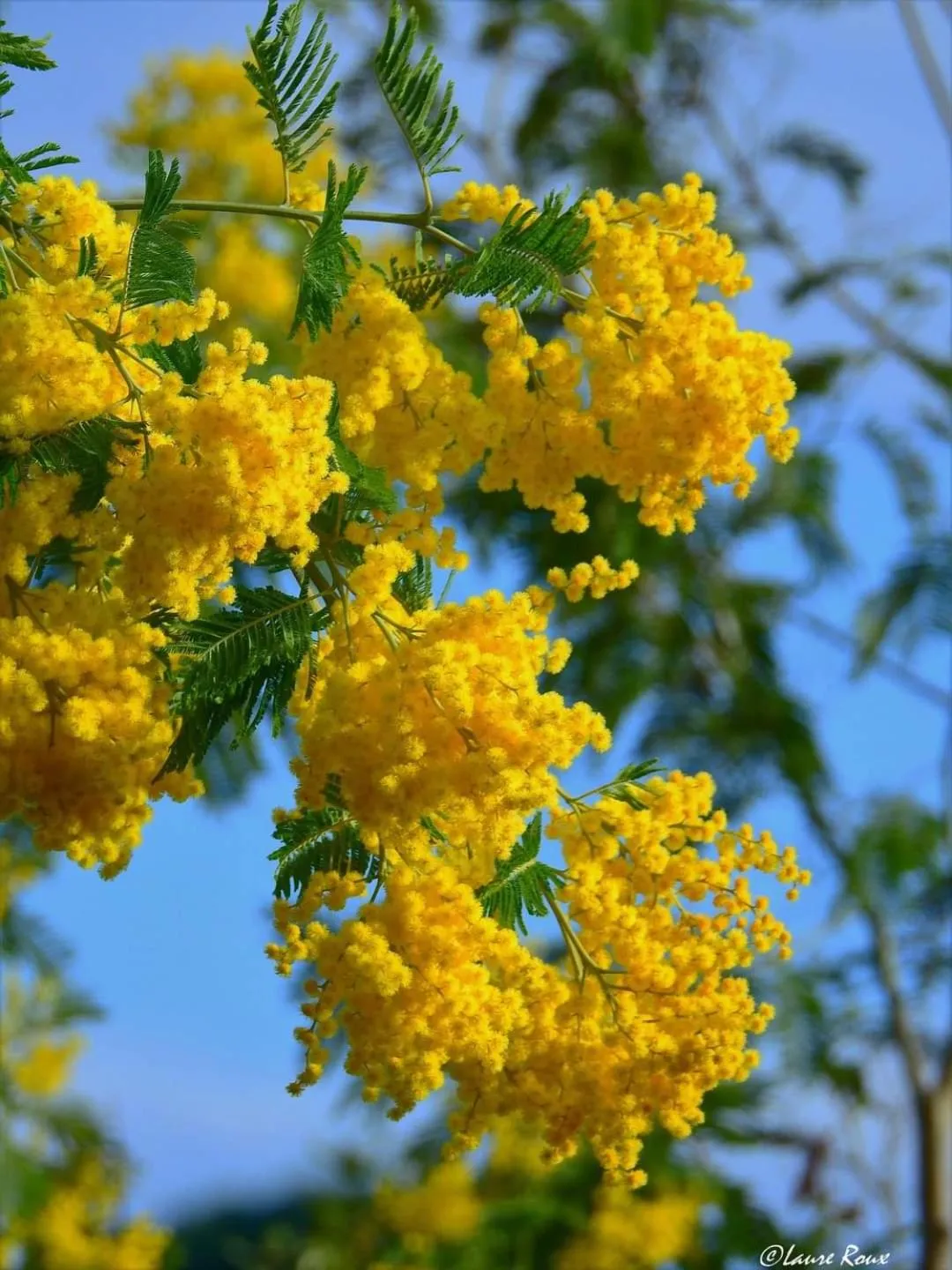 Spring in Villa des Delices