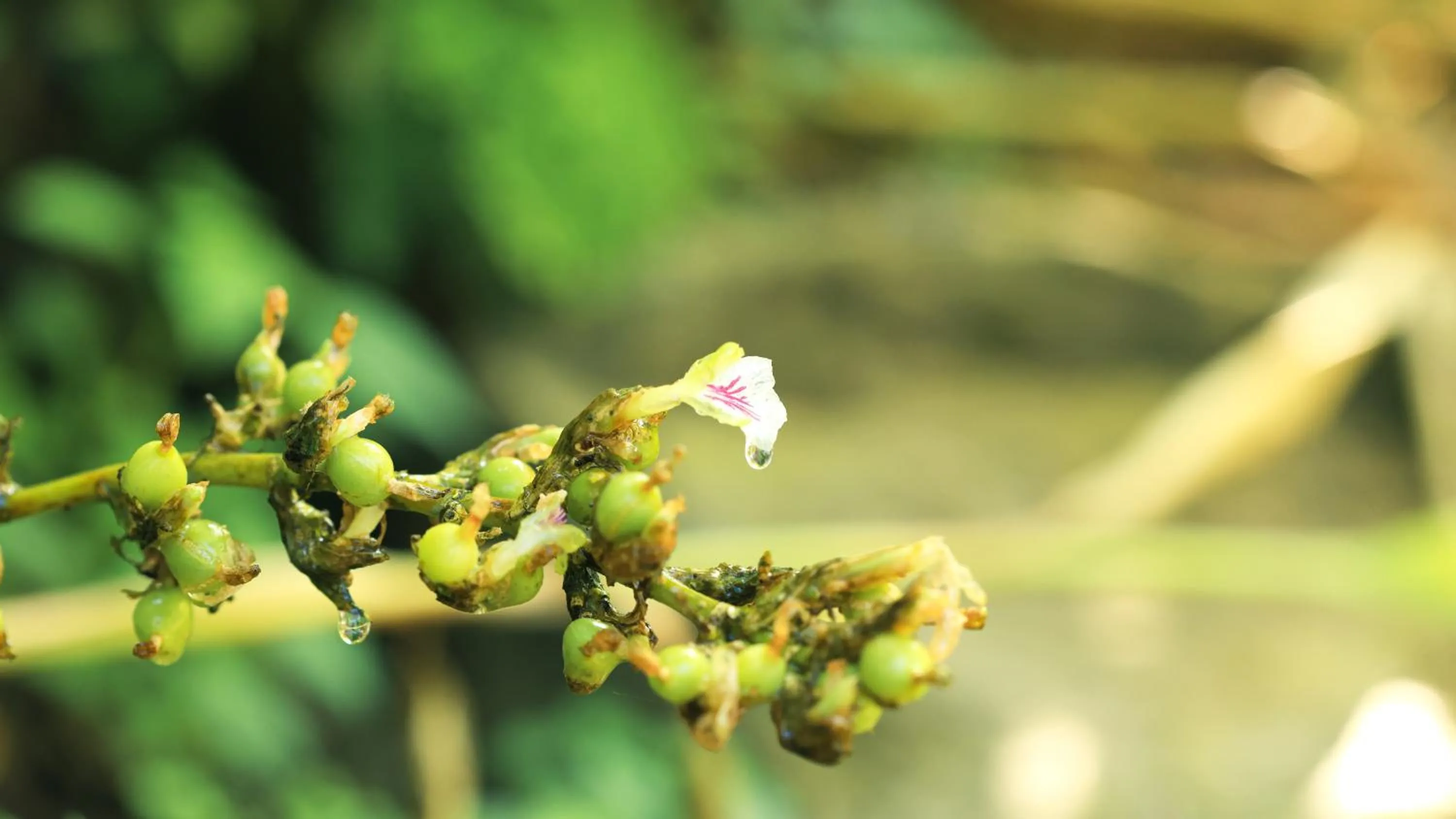 Area and facilities in Shola Crown Resort - Munnar