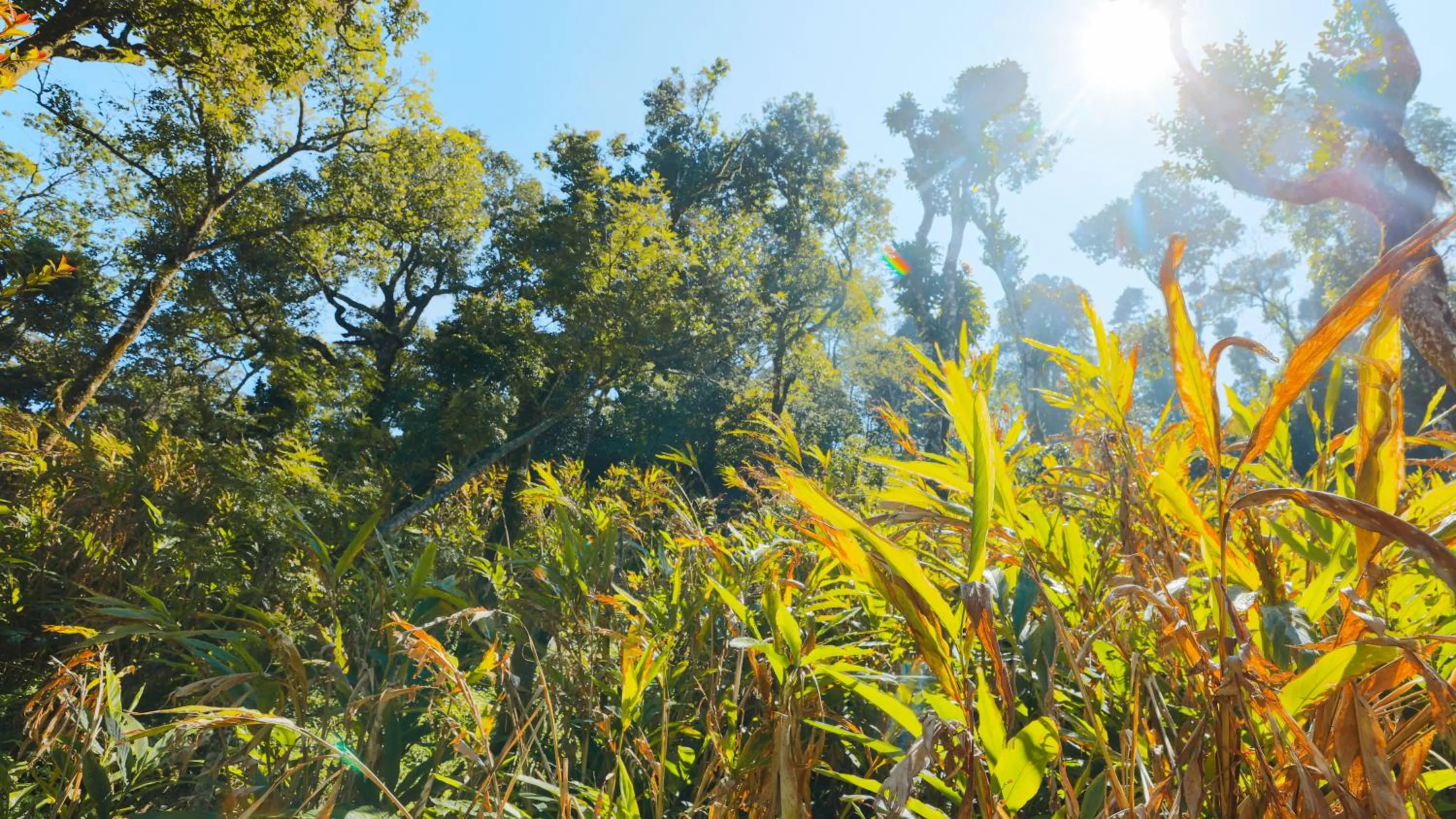 Area and facilities in Shola Crown Resort - Munnar