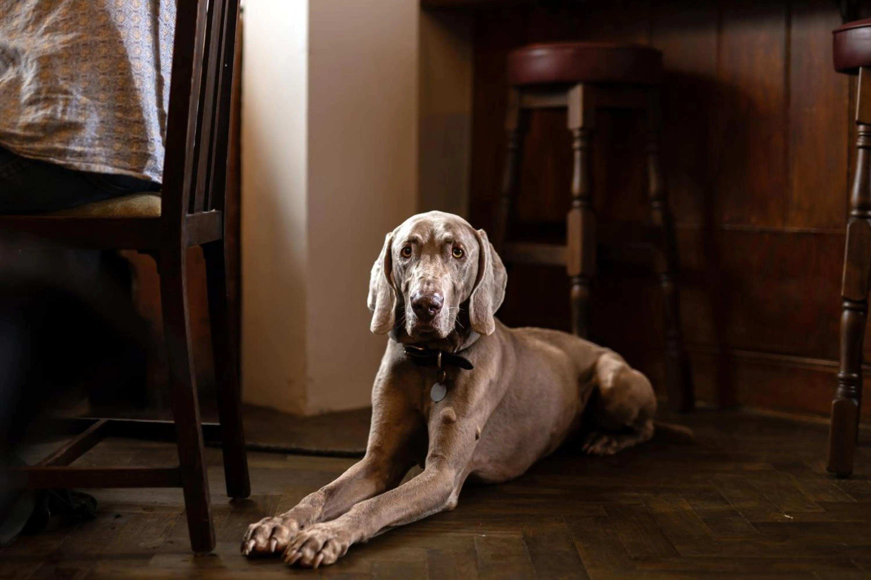 Pets in The Lamb Inn