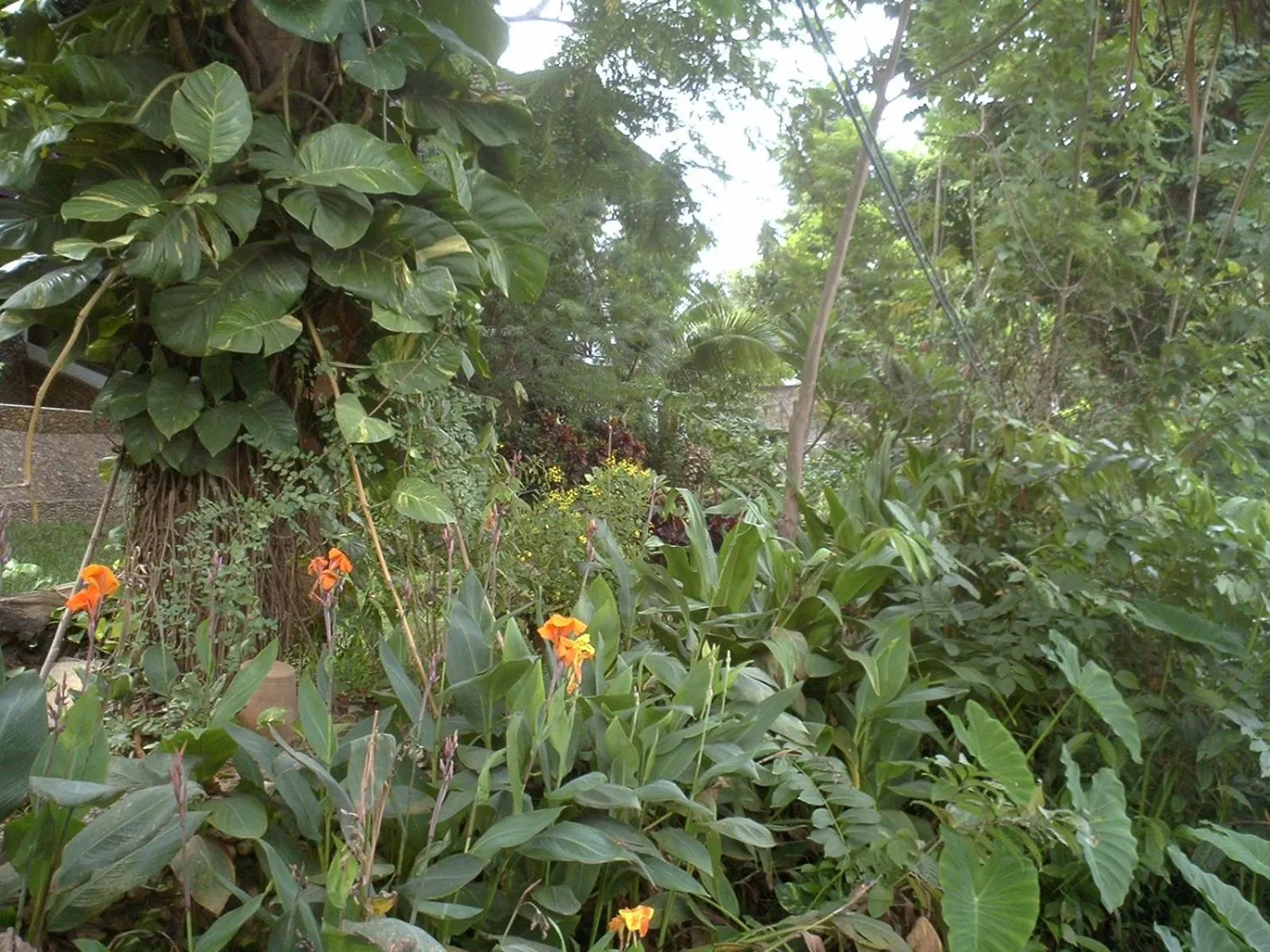 Natural landscape in Ratmanee House