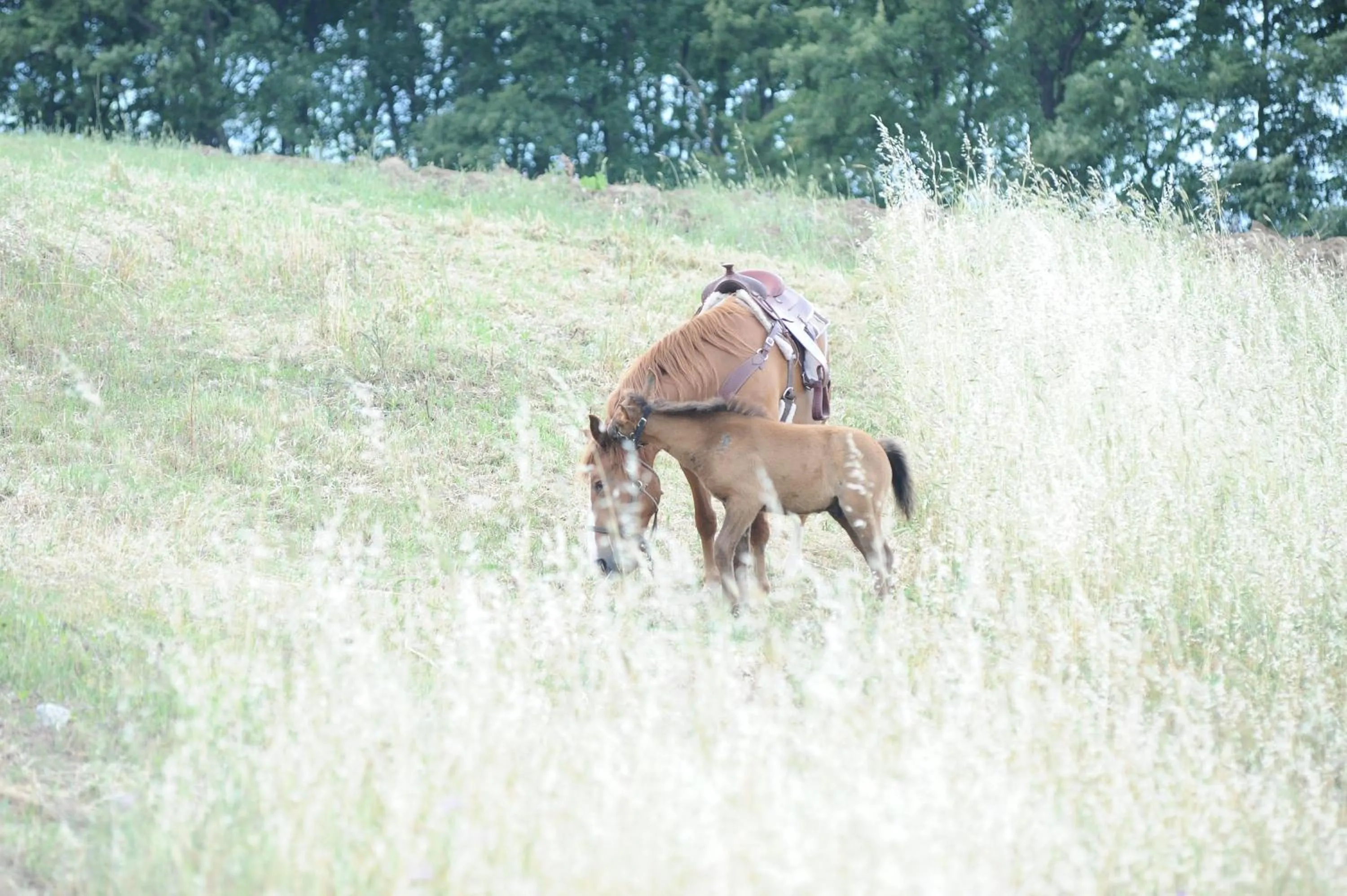 Horse-riding in Eliceto Resort & SPA