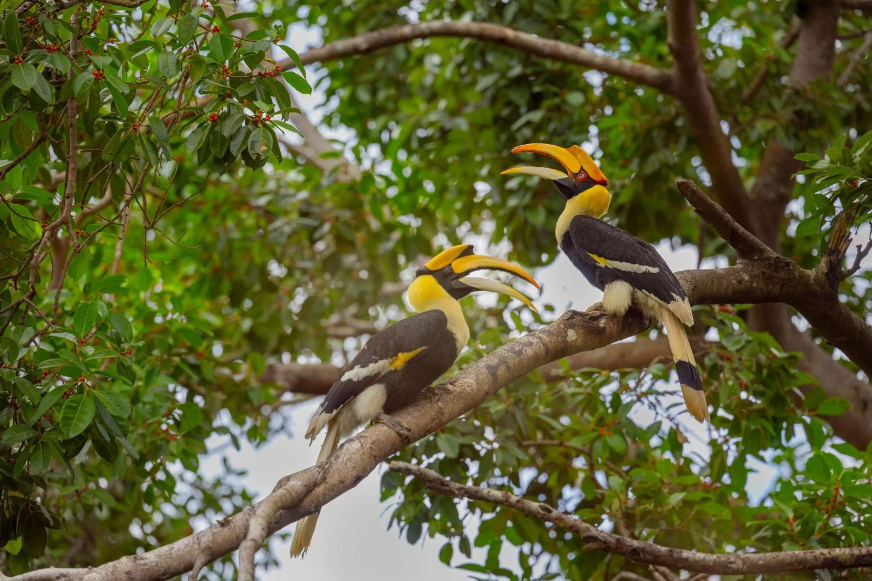 Other in The Ritz-Carlton, Langkawi