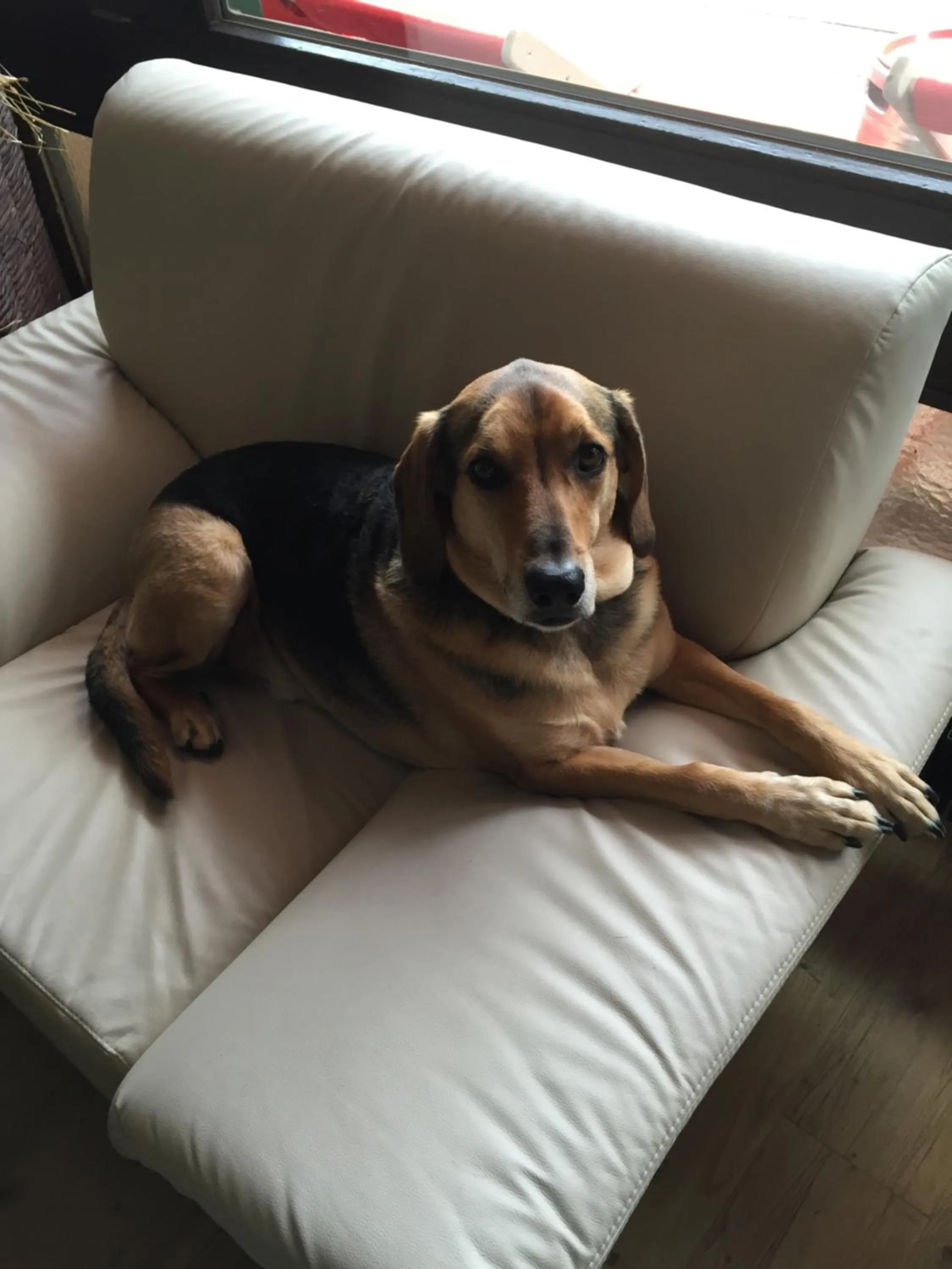 Animals in Hotel Styrolerhof