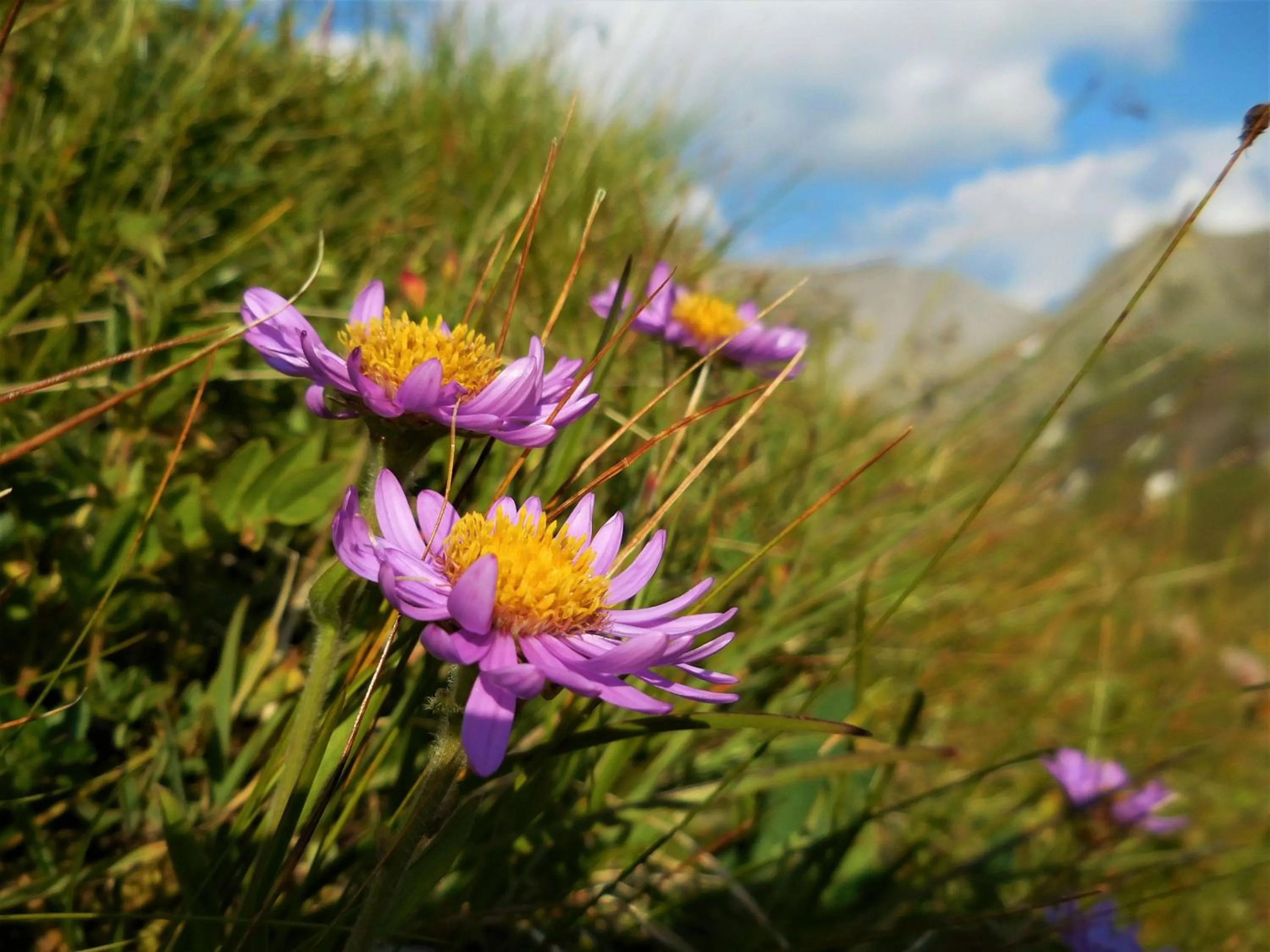 Summer in Hotel Styrolerhof