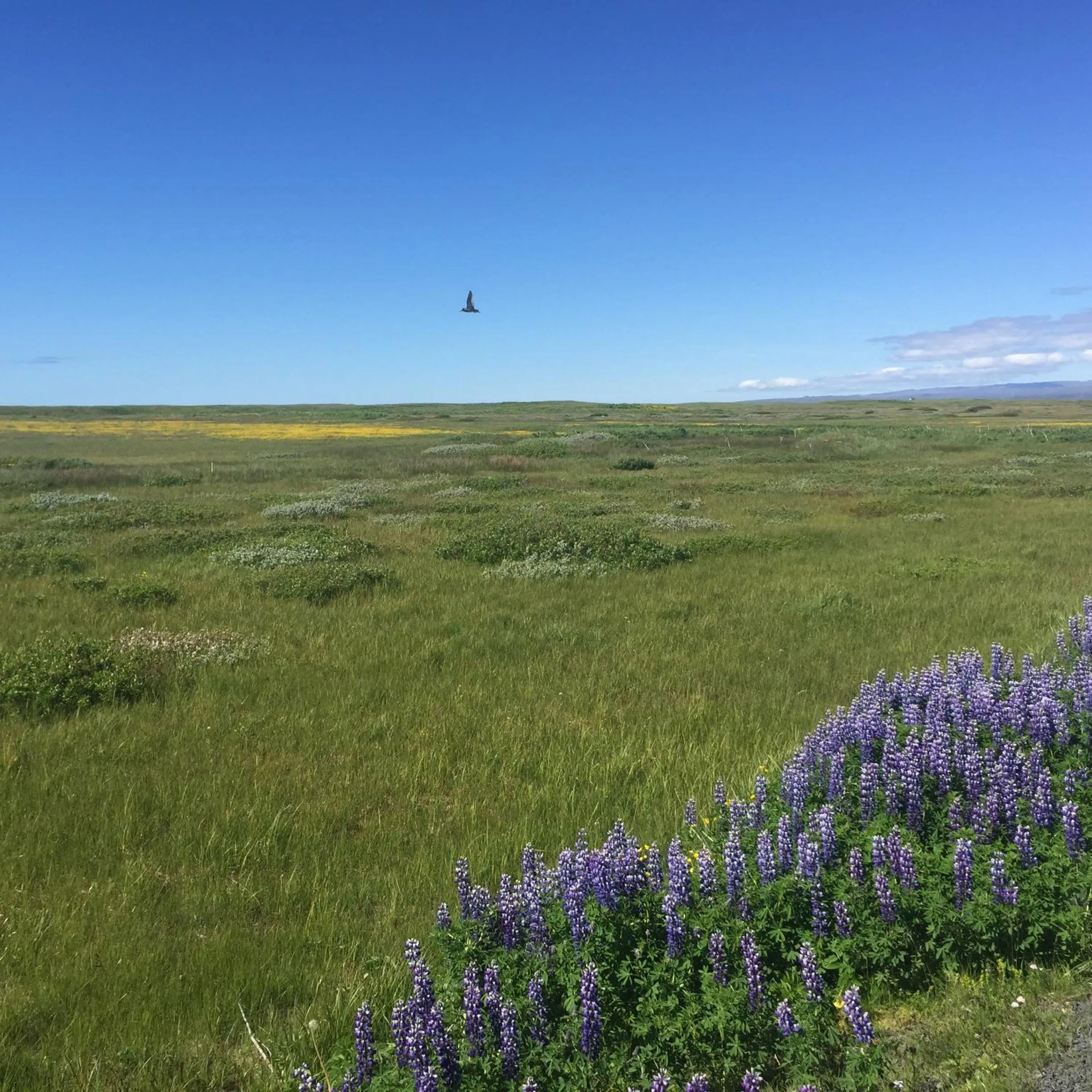 Ocean Beach Apartments