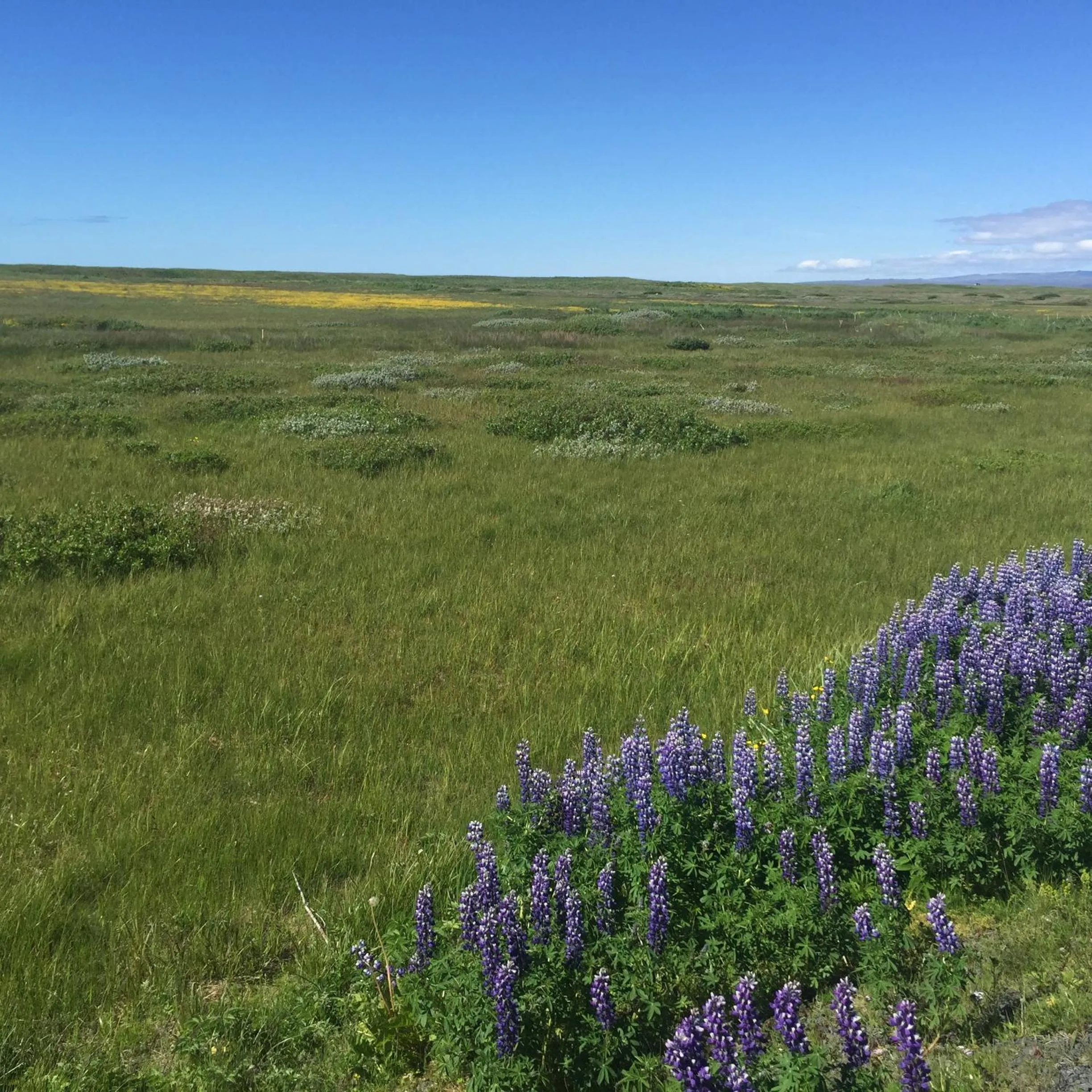 Ocean Beach Apartments