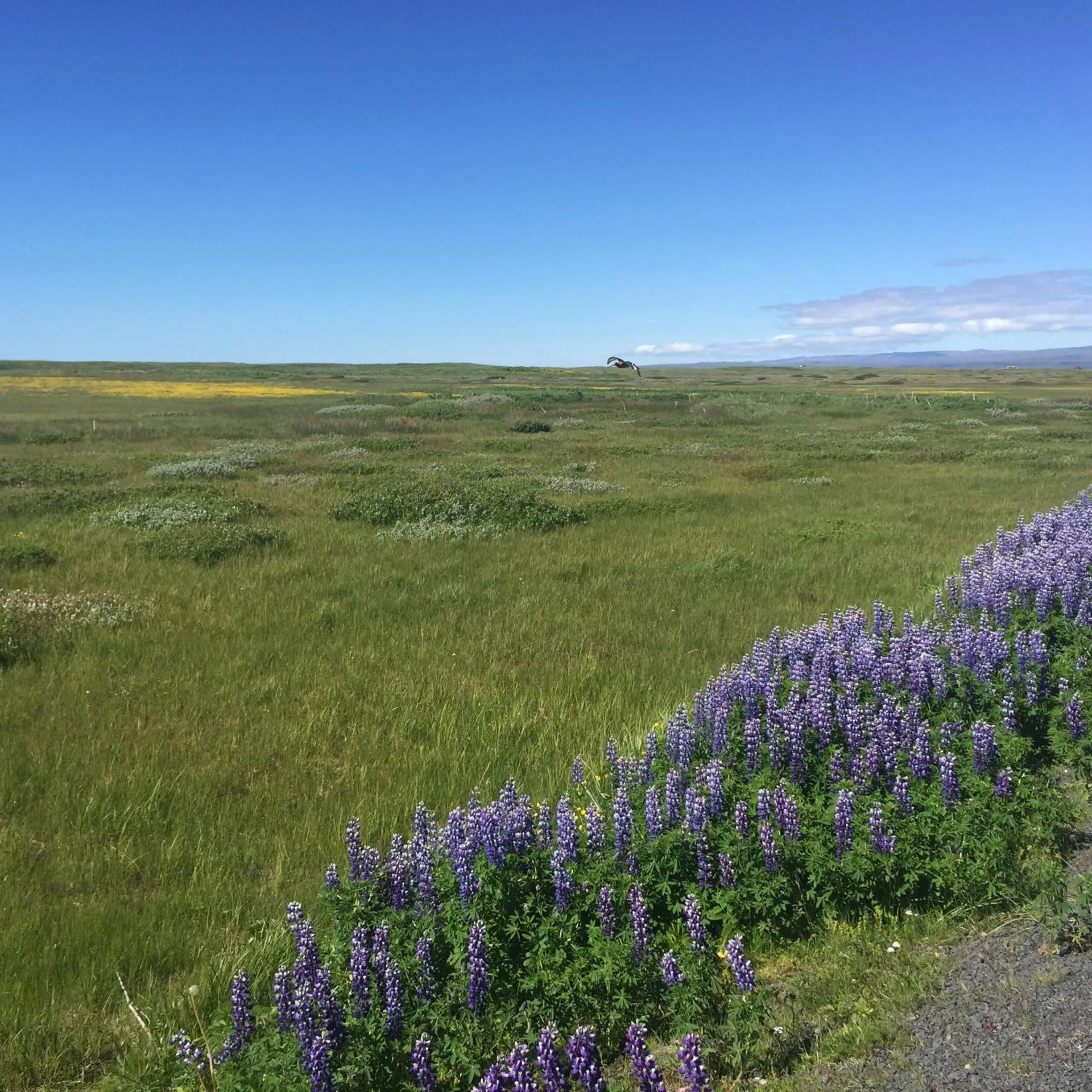 Ocean Beach Apartments