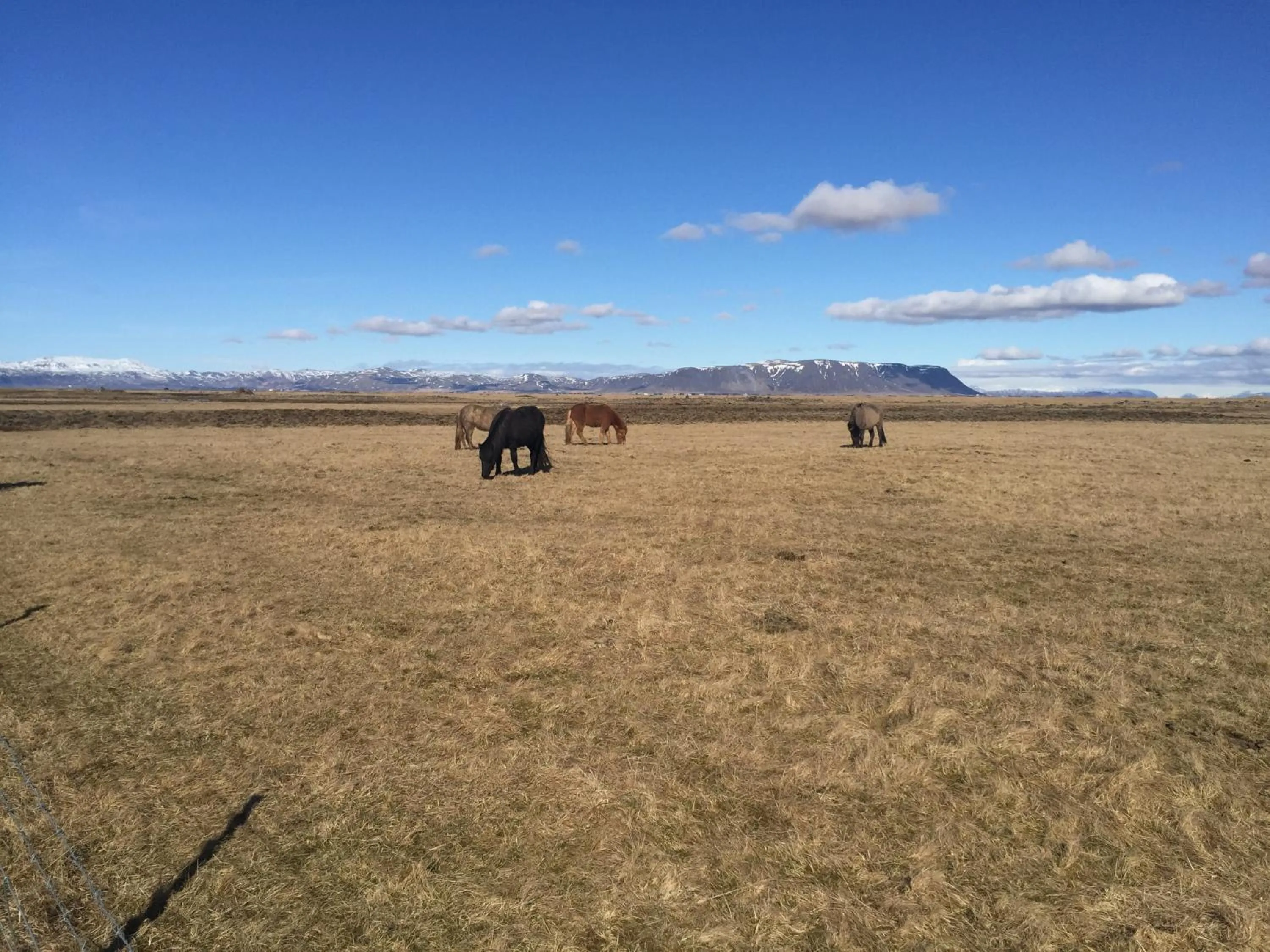 Ocean Beach Apartments
