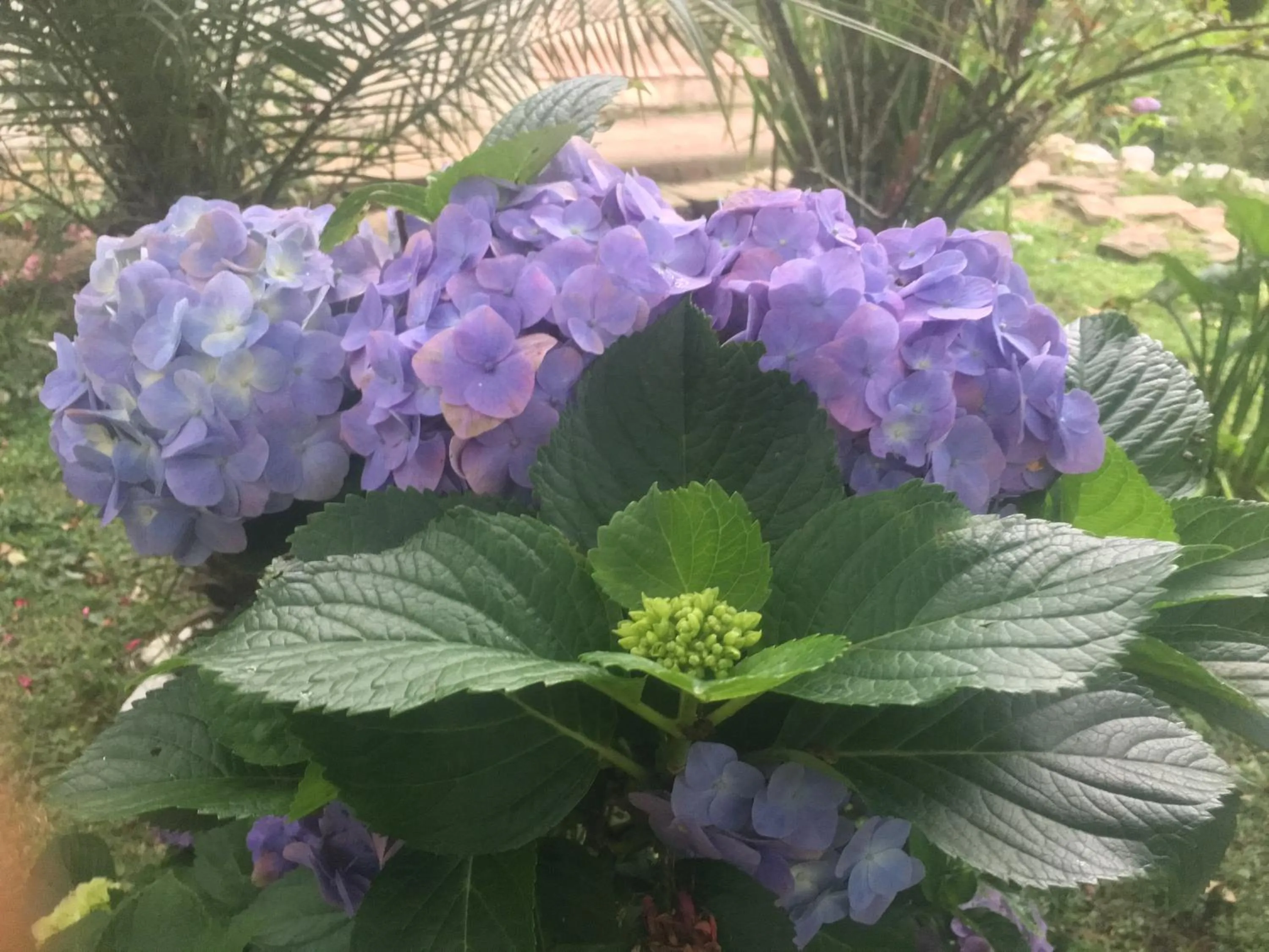 Natural landscape in Pousada Chalés da Lua