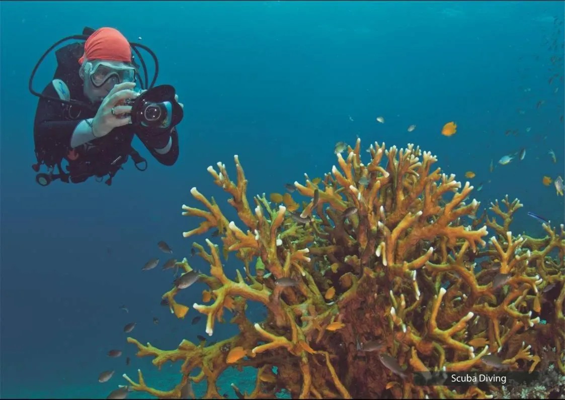 Diving in The Barefoot At Havelock