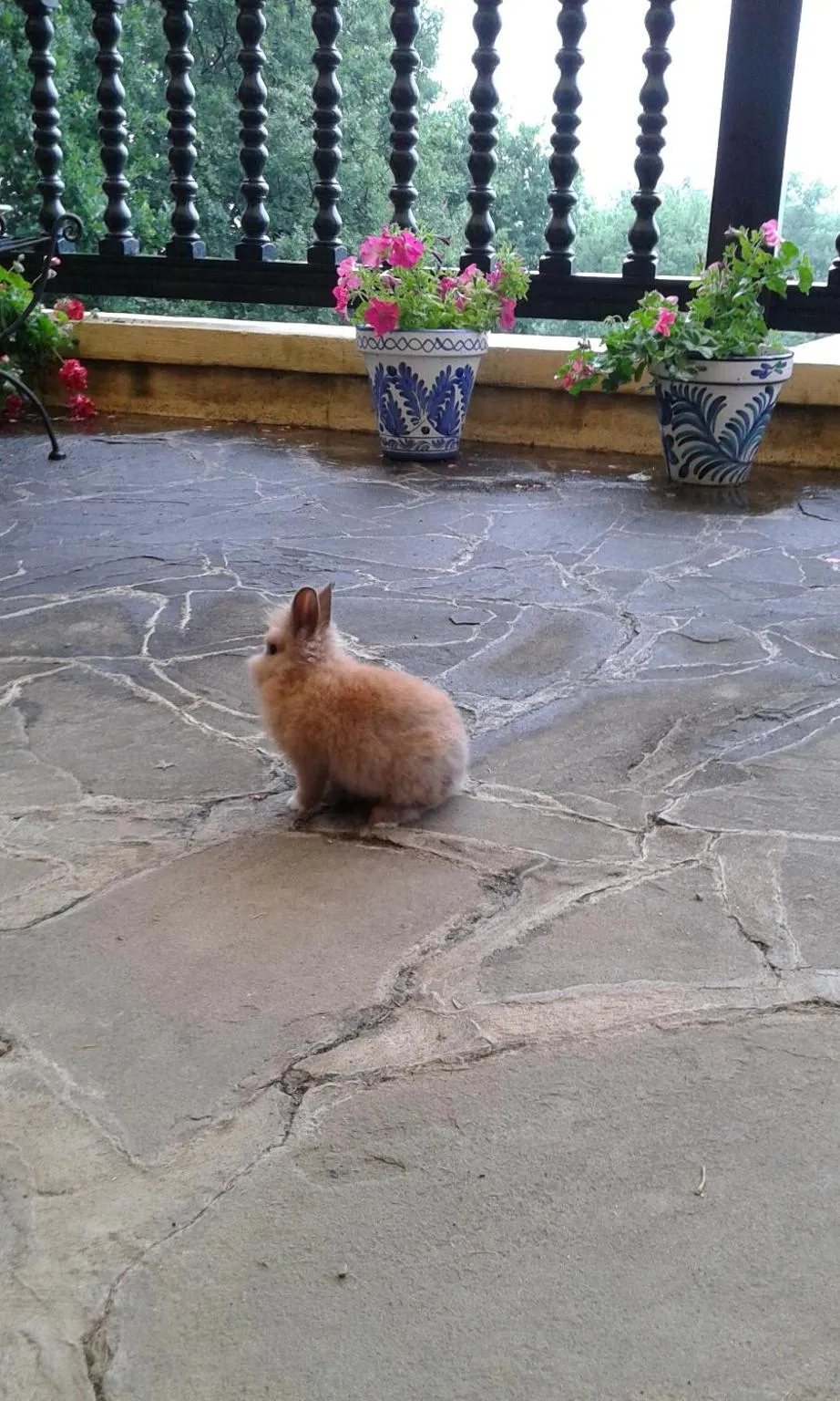 Balcony/Terrace in Villa La Croix Basque