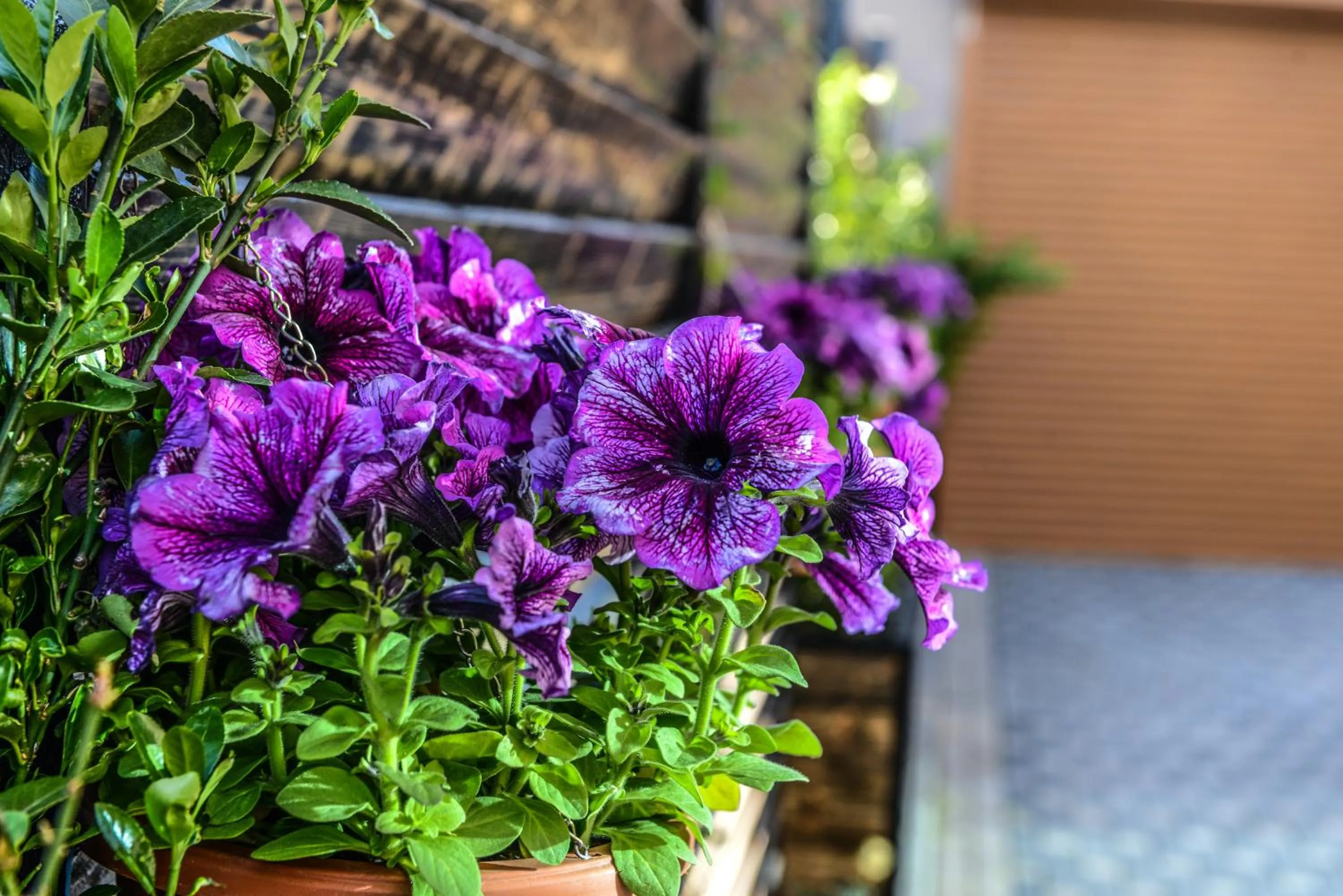 Garden in Armada Villa Hotel