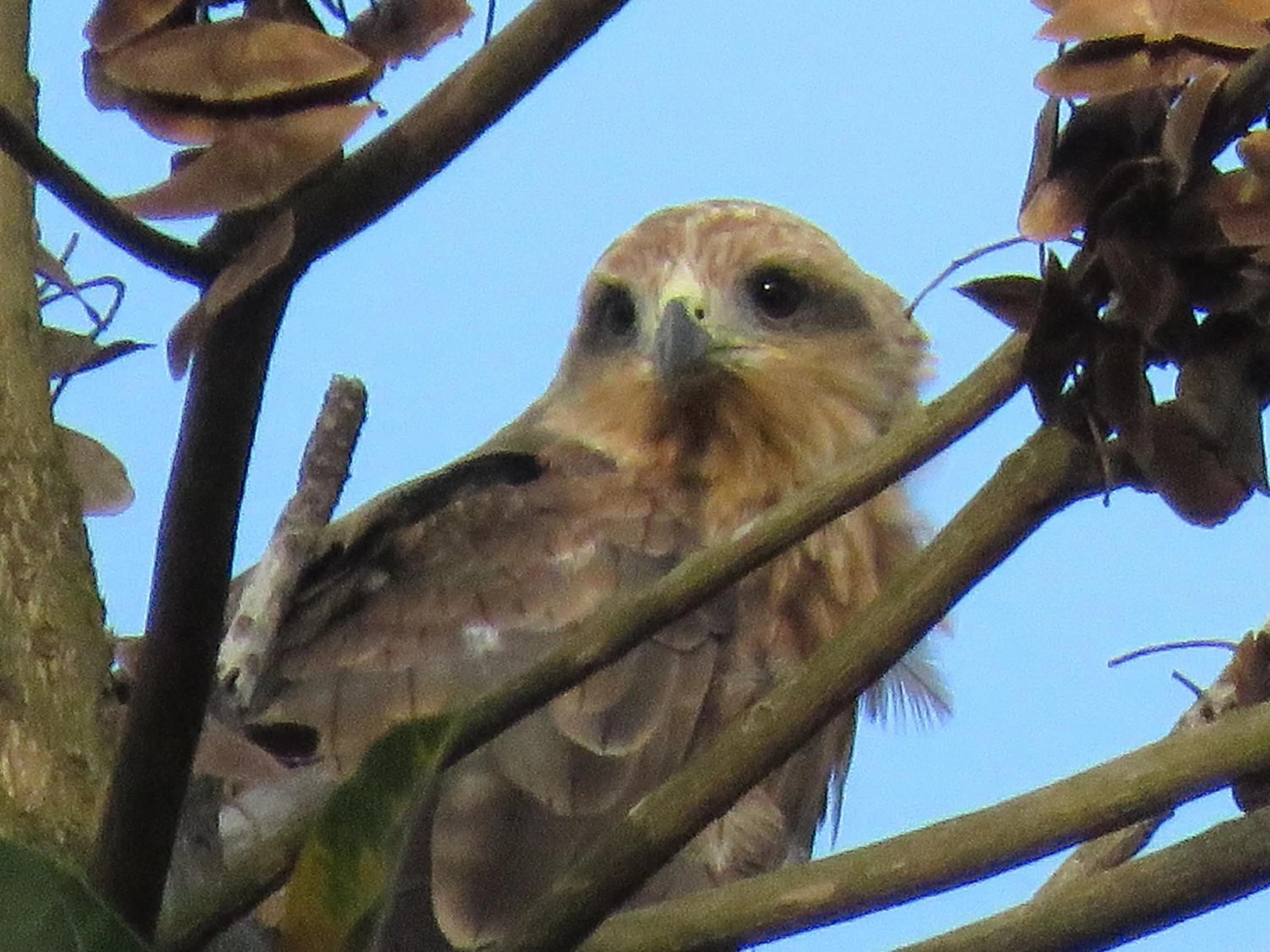 Boulevard Inn Mt Meru