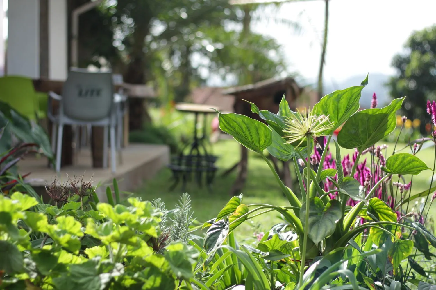 Boulevard Inn Mt Meru