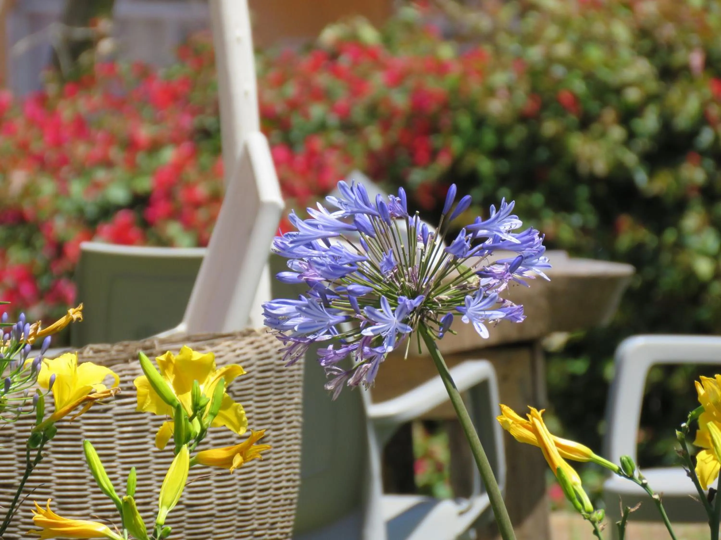 Boulevard Inn Mt Meru