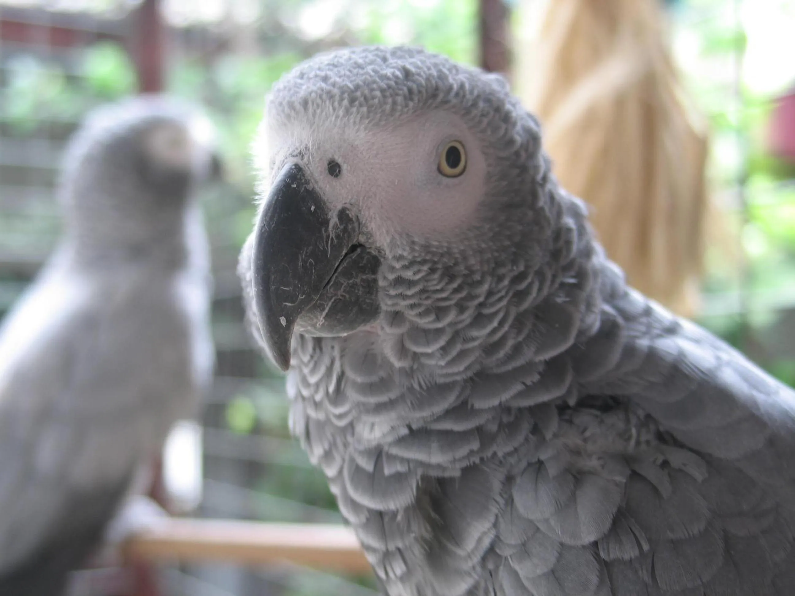 Animals in Hotel Le Garni