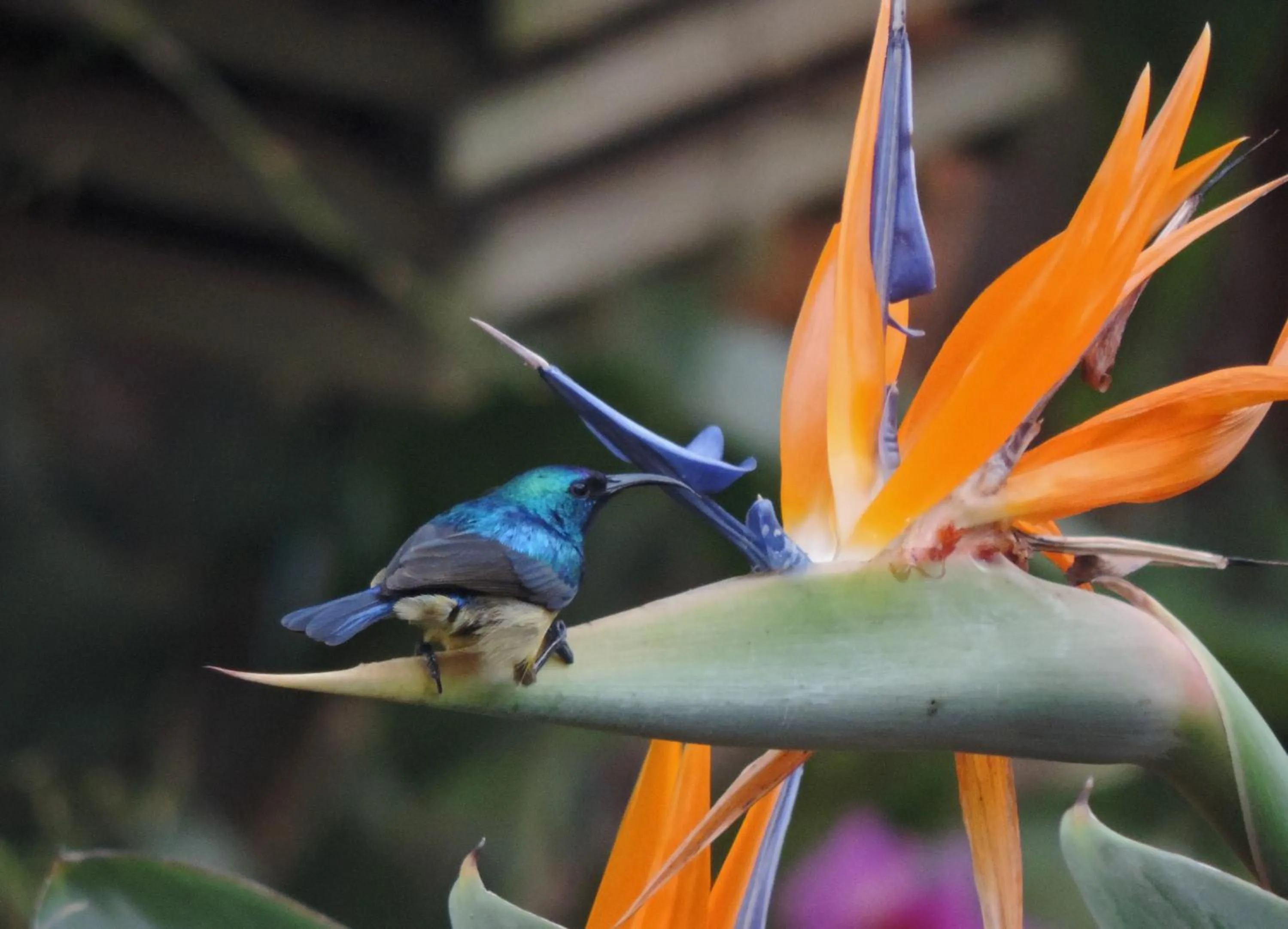 Animals in Hotel Le Garni