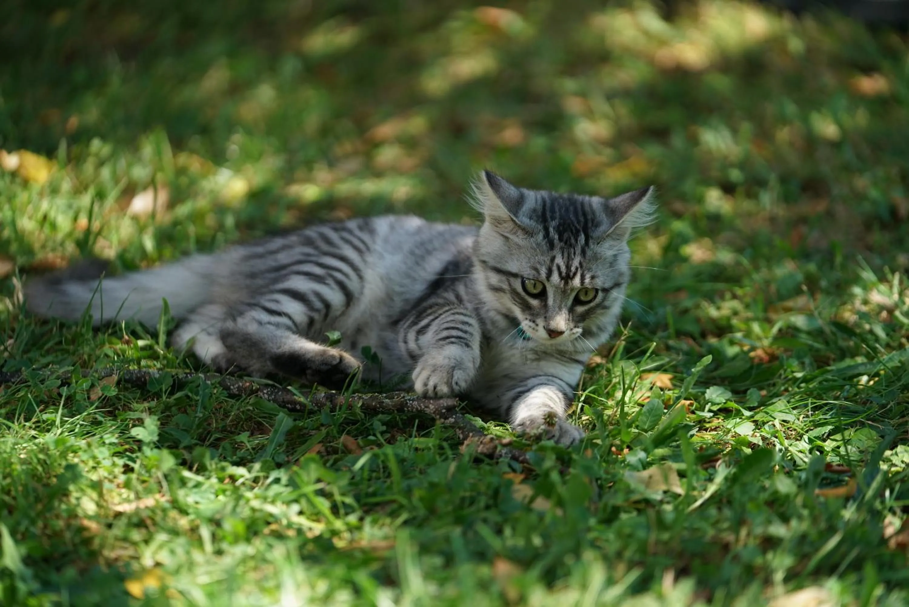 Pets in Villa Mint&Lavender ID1O1674
