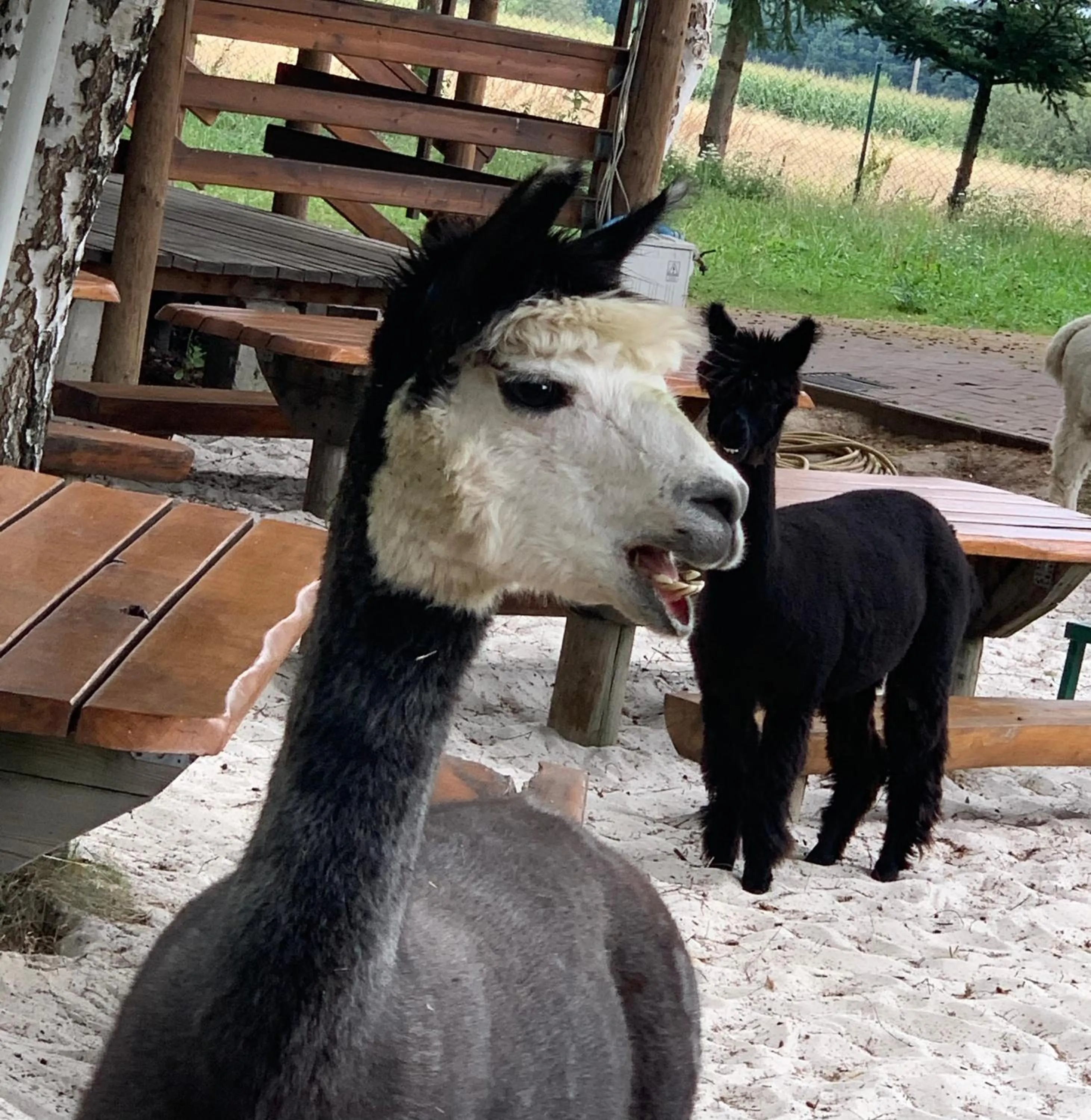 Hotel "Księżyc" w Świebodzicach