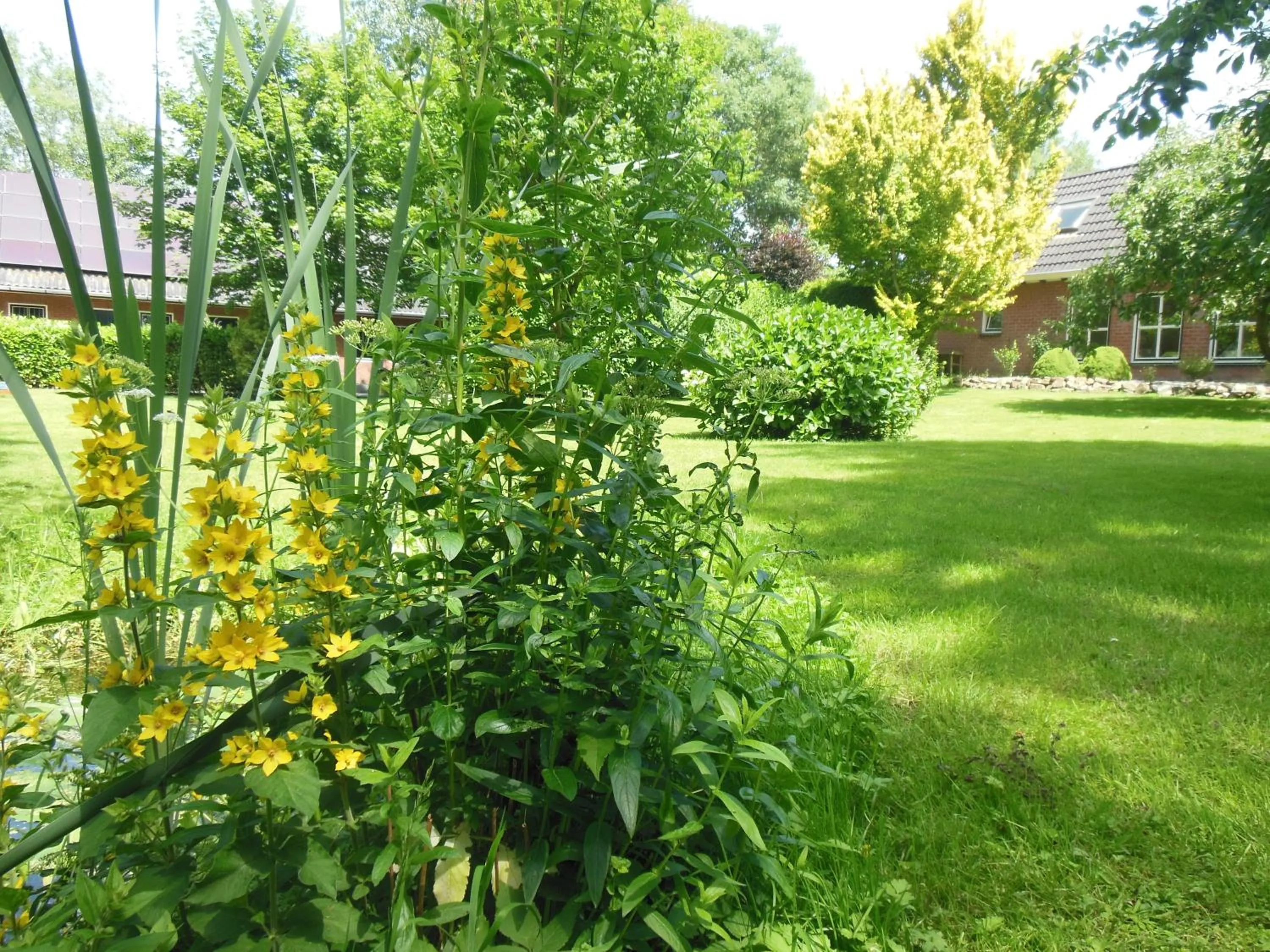 Garden view in B&B Landgoed Sonneborghe