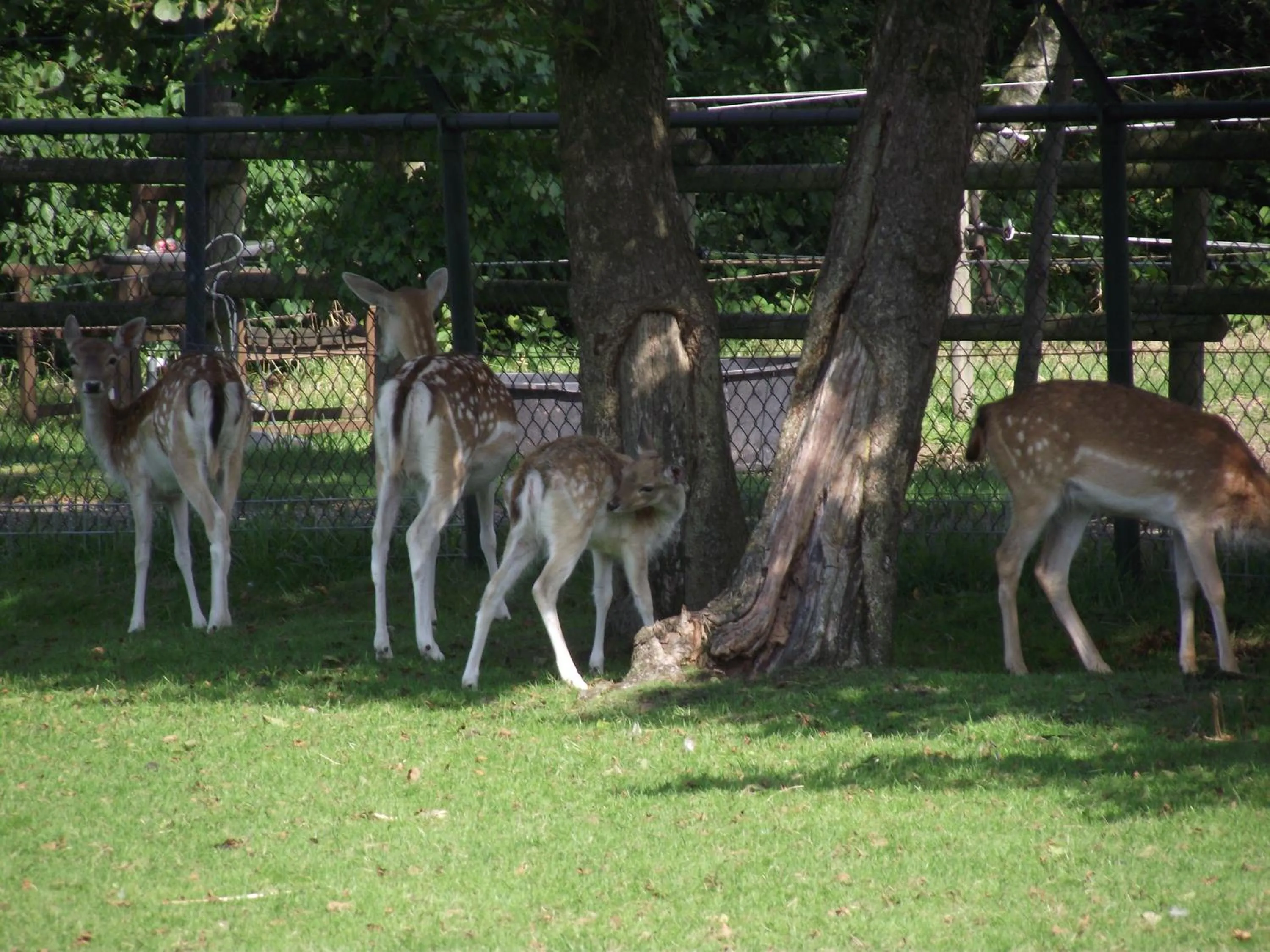 Pets in B&B Landgoed Sonneborghe