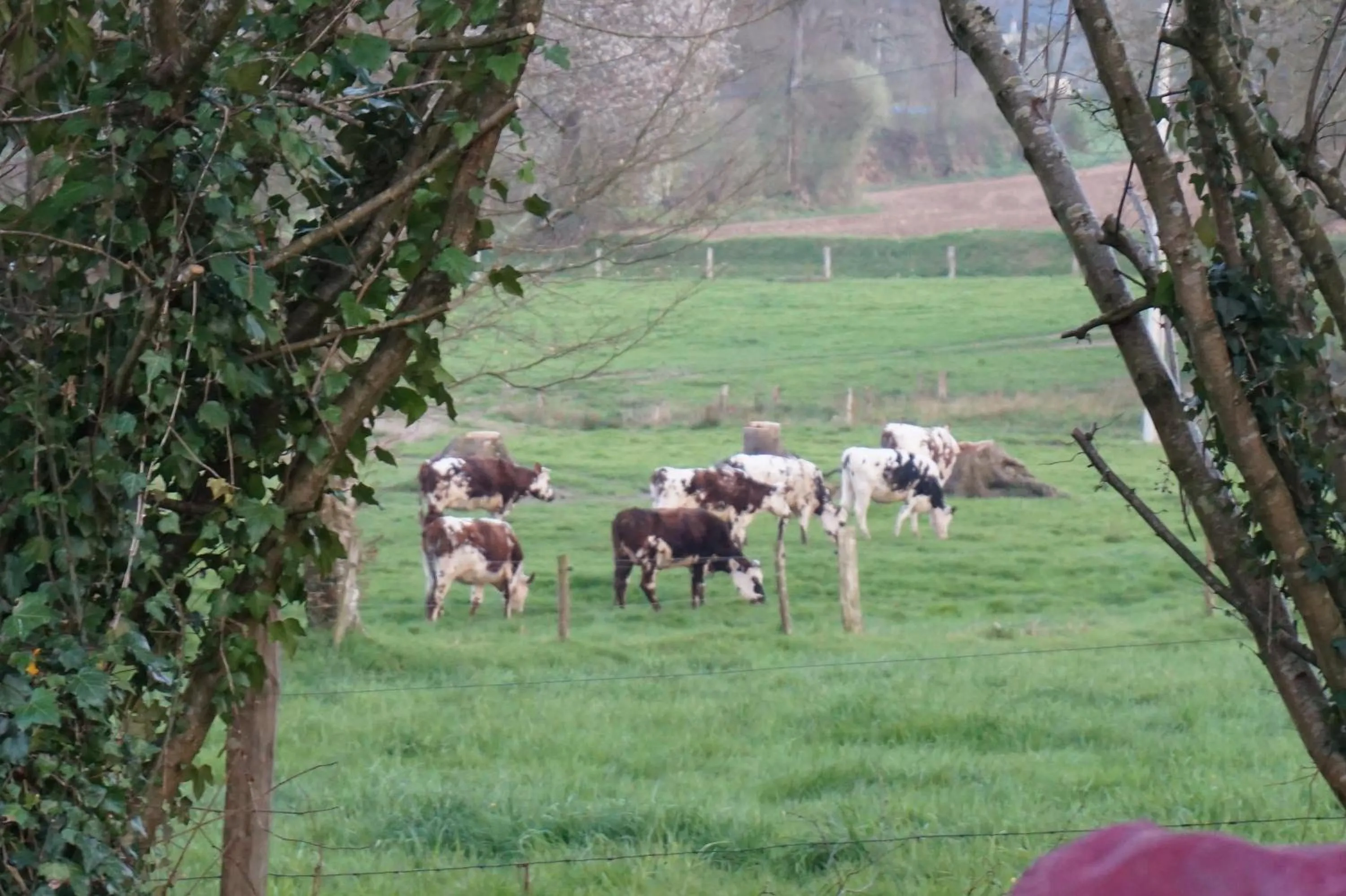 Animals in Maison du Murphy