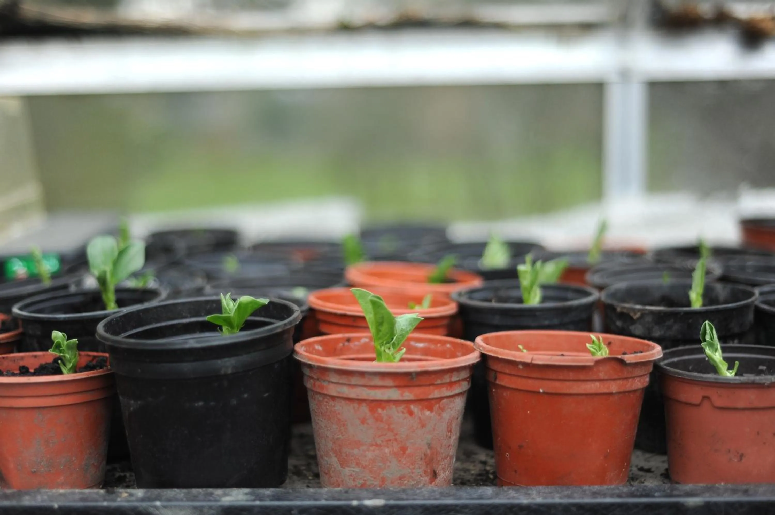 Garden in The Montagu Arms