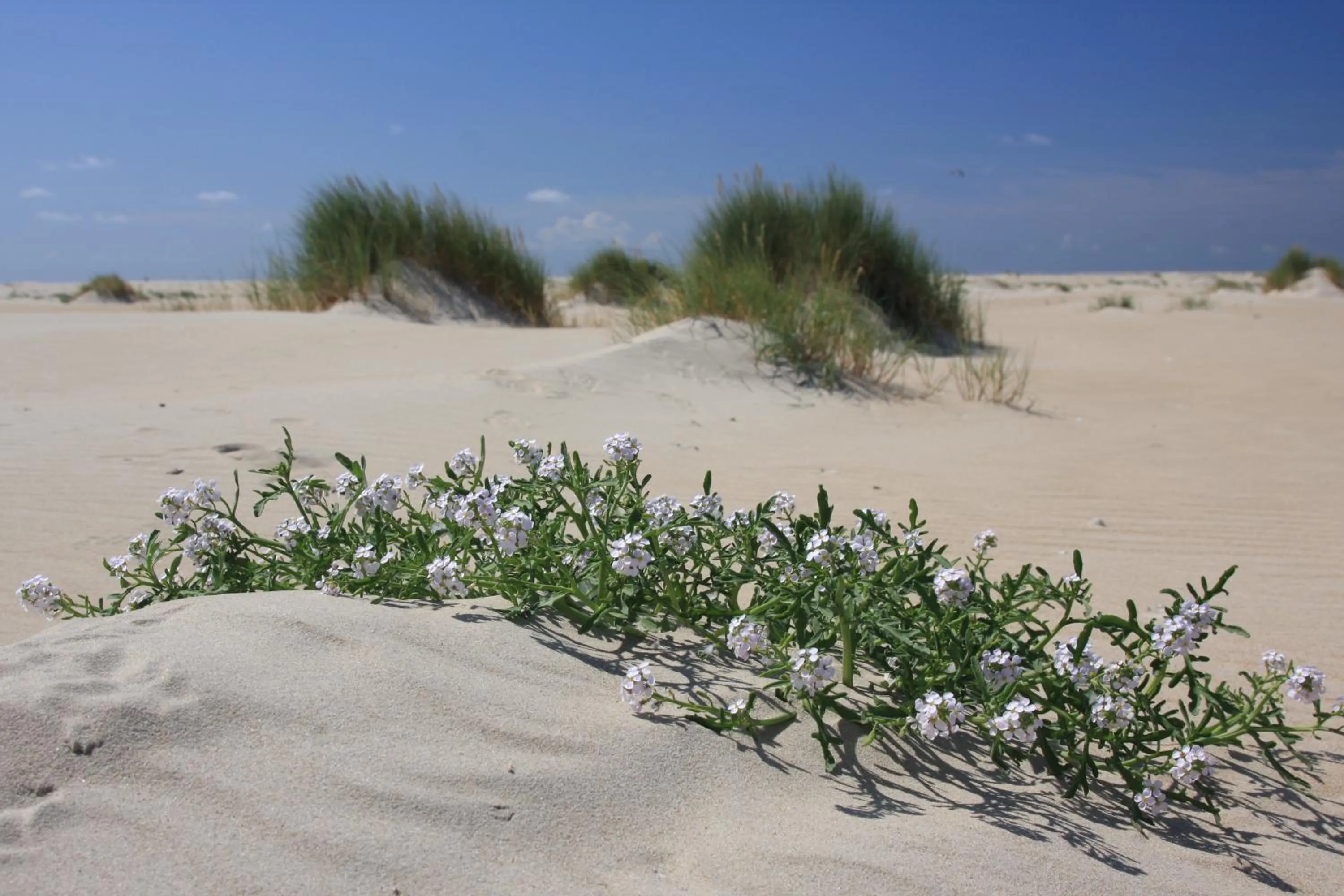 Natural landscape in 't lant van Texsel