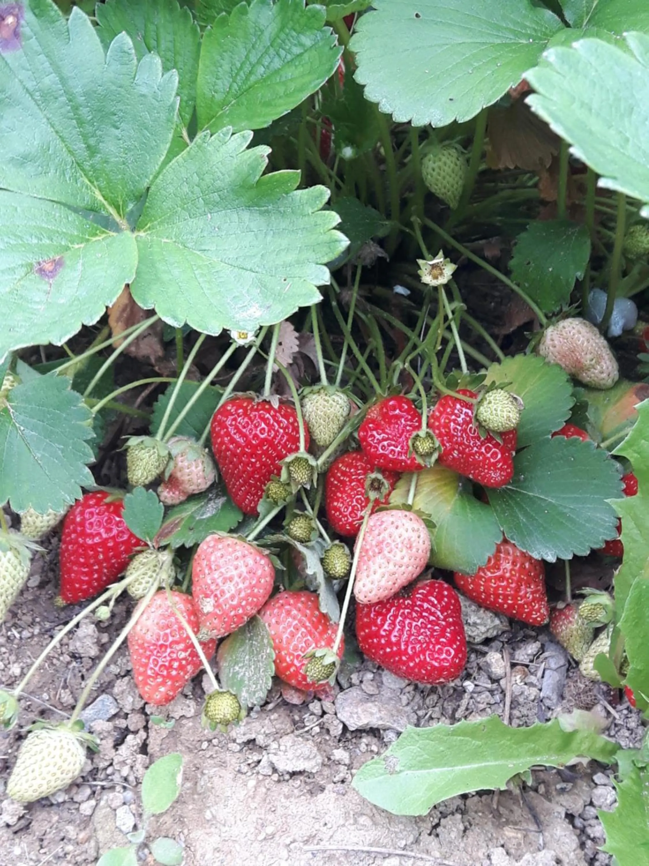 Spring in Ort holiday's time