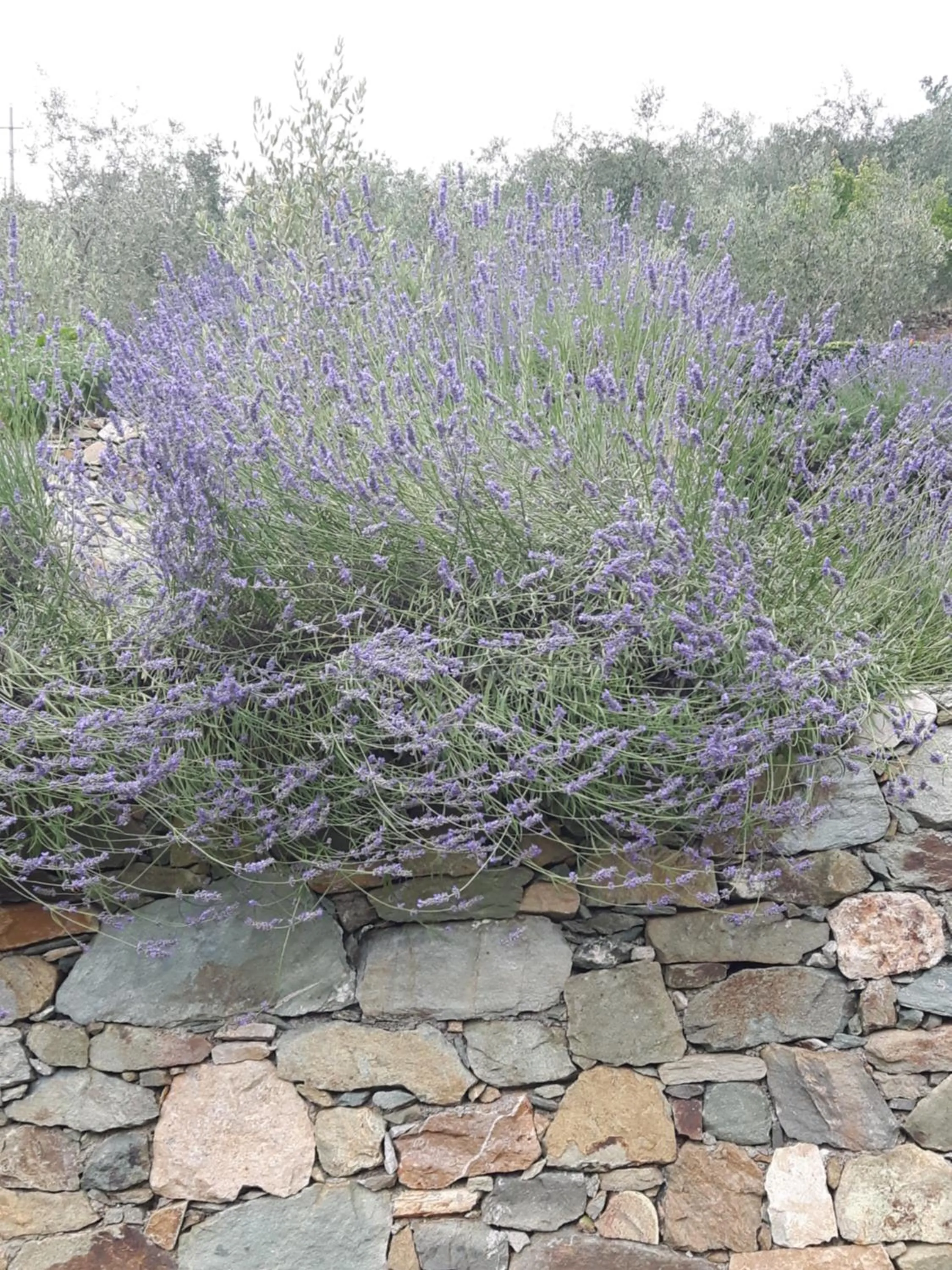 Garden in Ort holiday's time