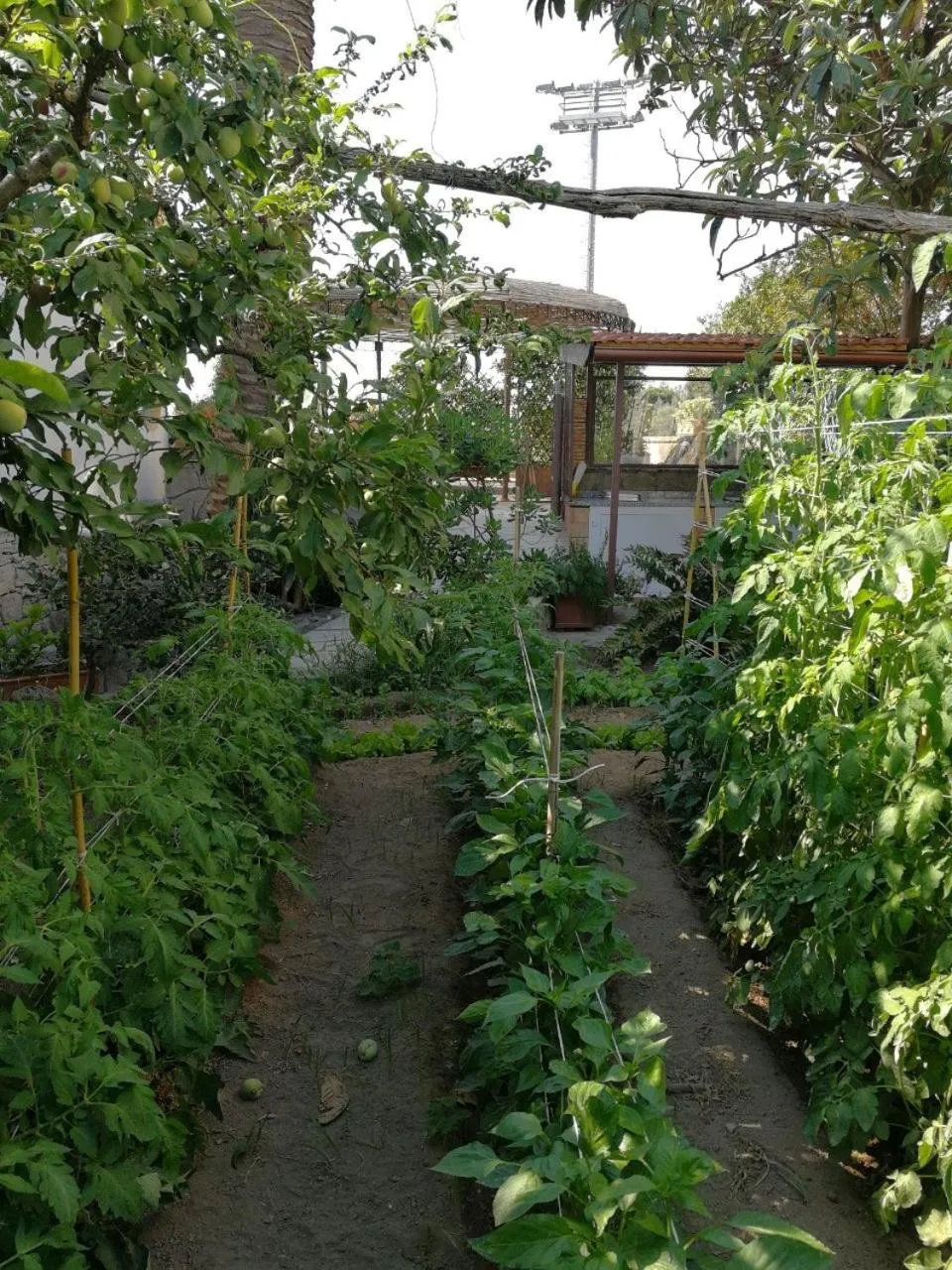 Garden in Bella Sorrento B&B