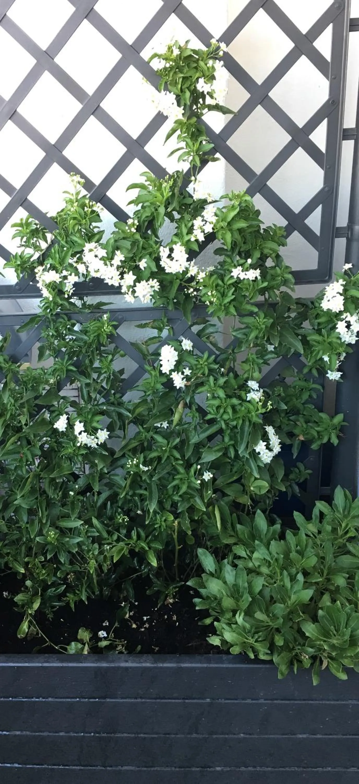 Balcony/Terrace in 4 in piazza