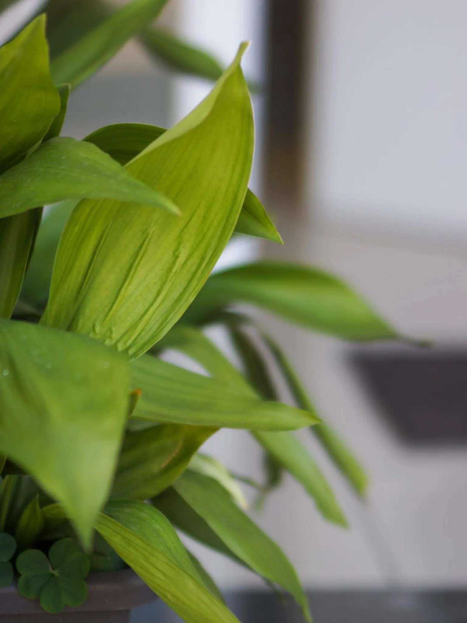 Decorative detail in Bed & Breakfast La Pilona