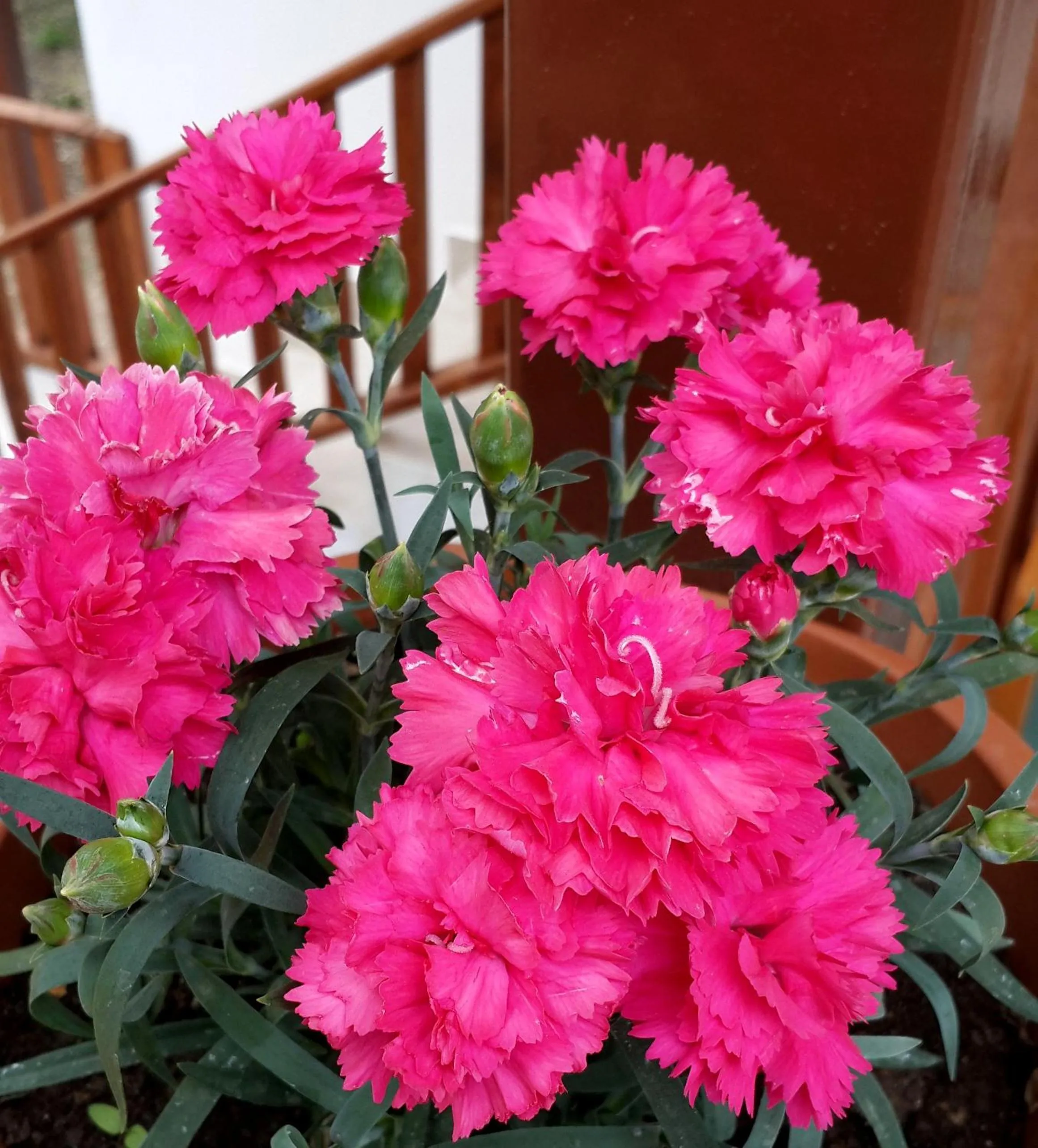 Facade/entrance in Faralya Misafir Evi