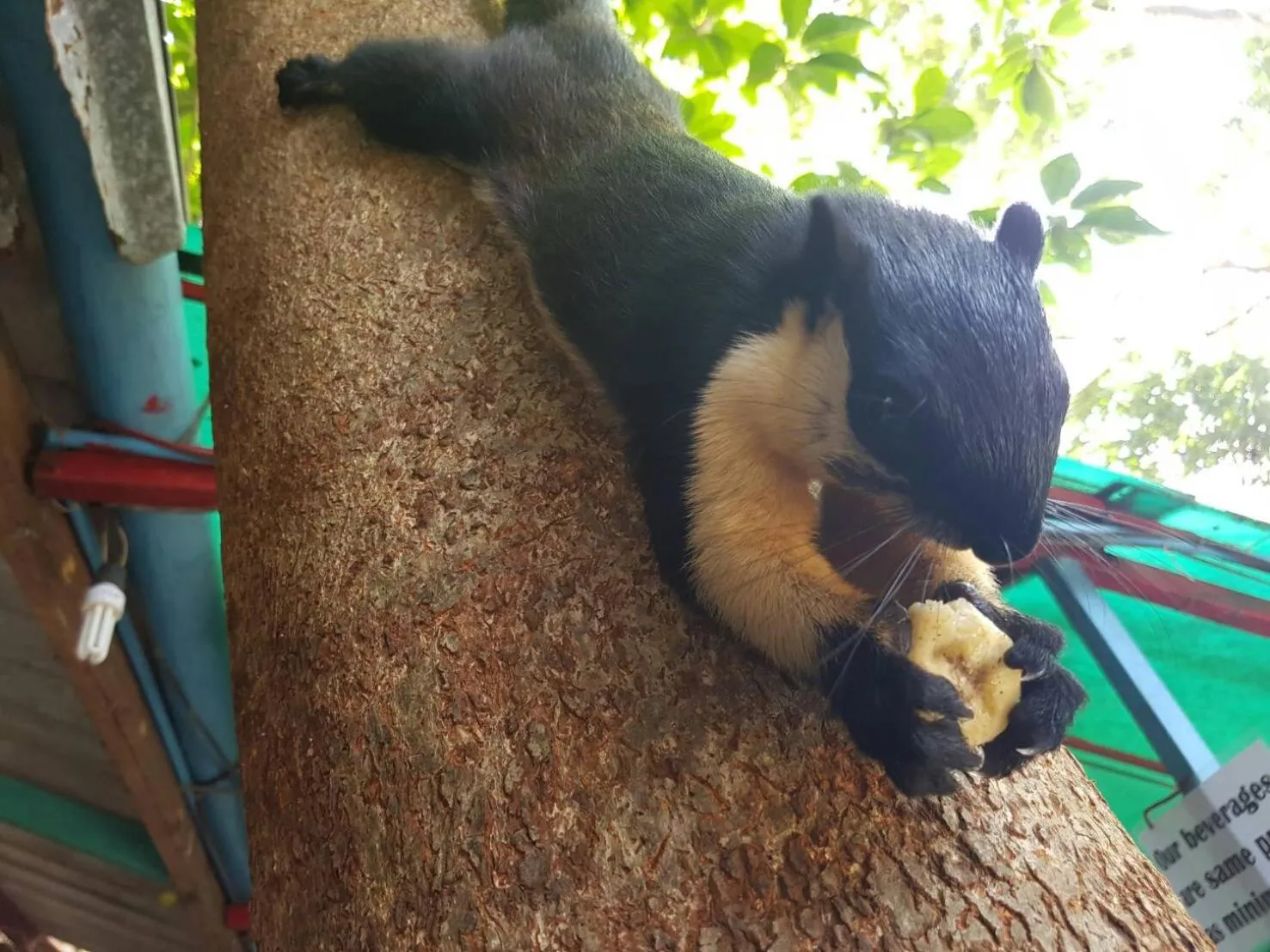 Animals in Rapala Rock Wood Resort- SHA Plus